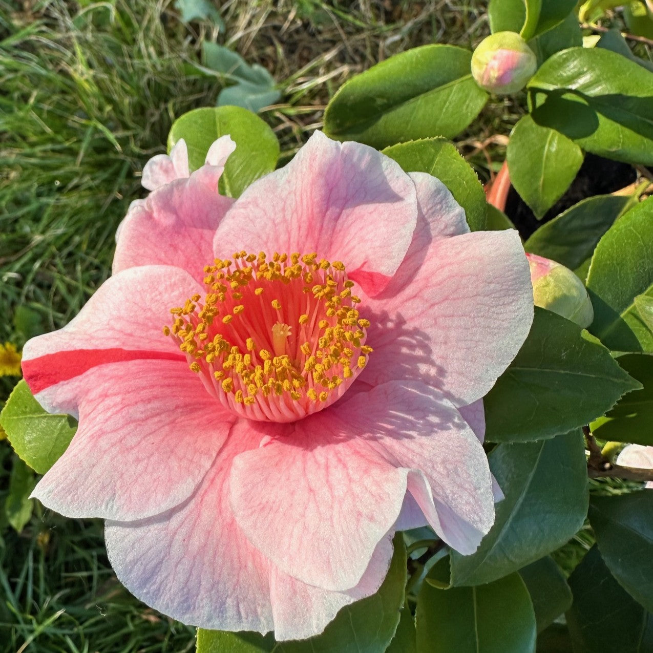 Camellia Higo Mikuni-no-homare