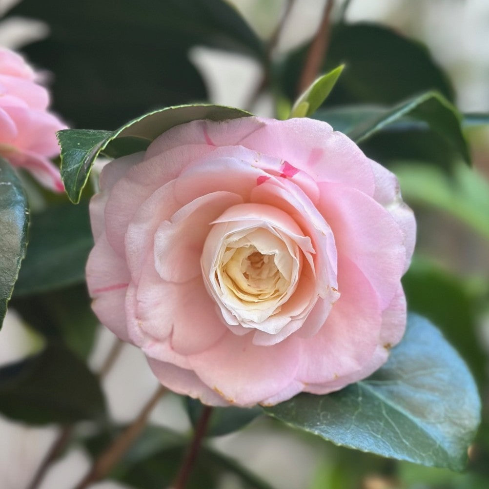 Camellia Montironi