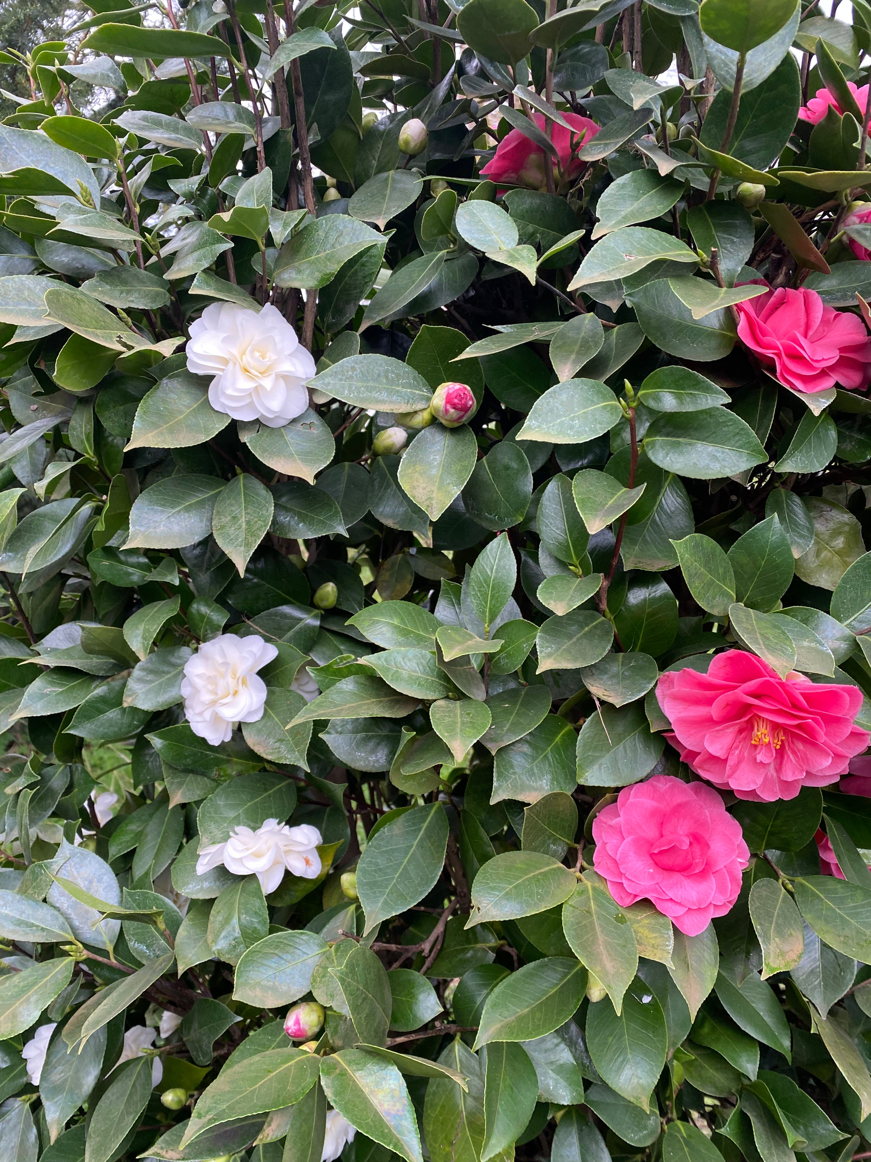Camellia Montironi