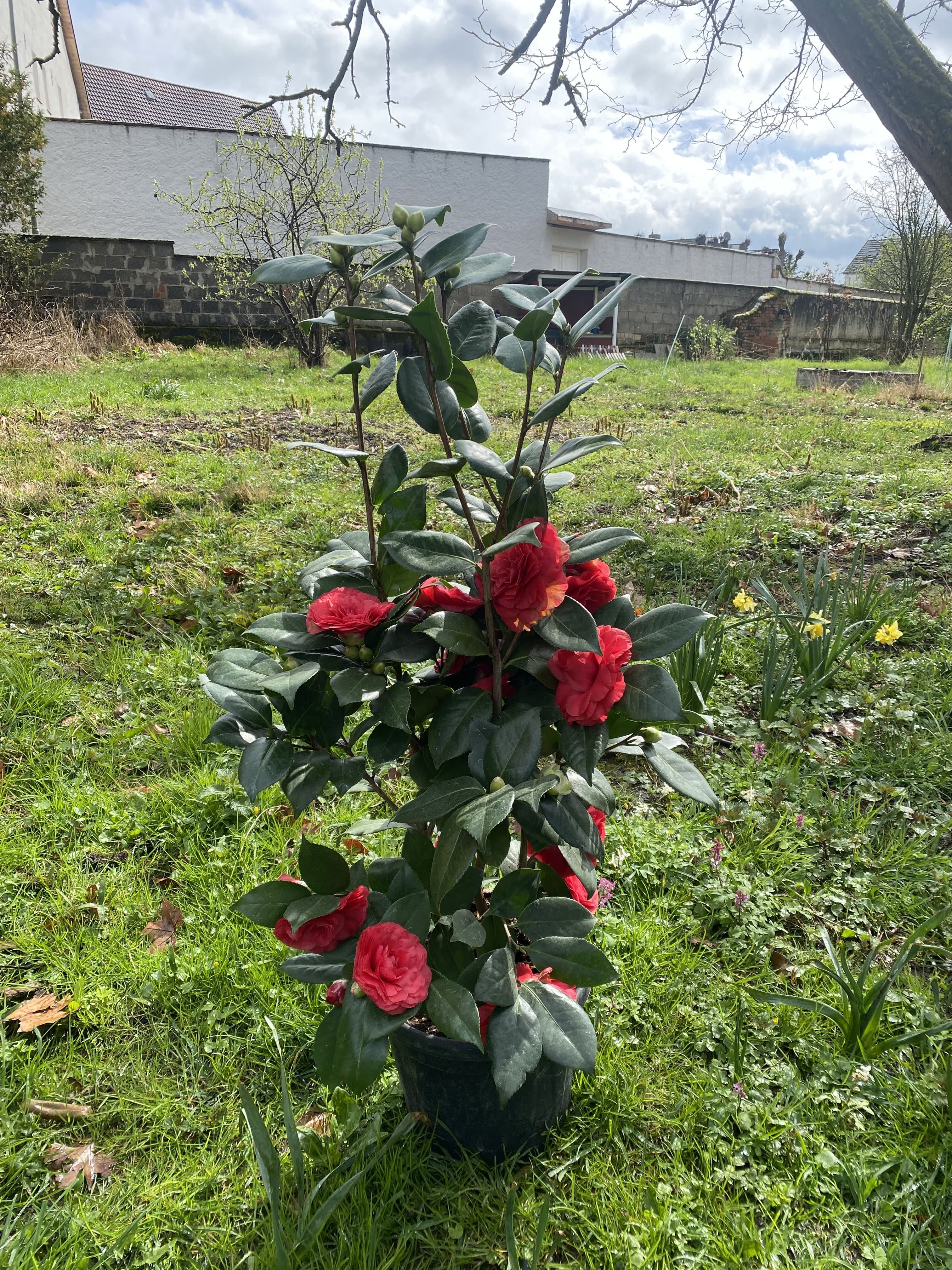 Camellia Nuccio's Bella Rossa