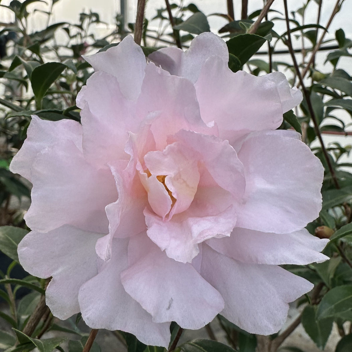 Camellia Mine-no-yuki