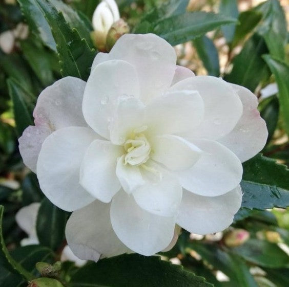 Camellia Mine-no-yuki