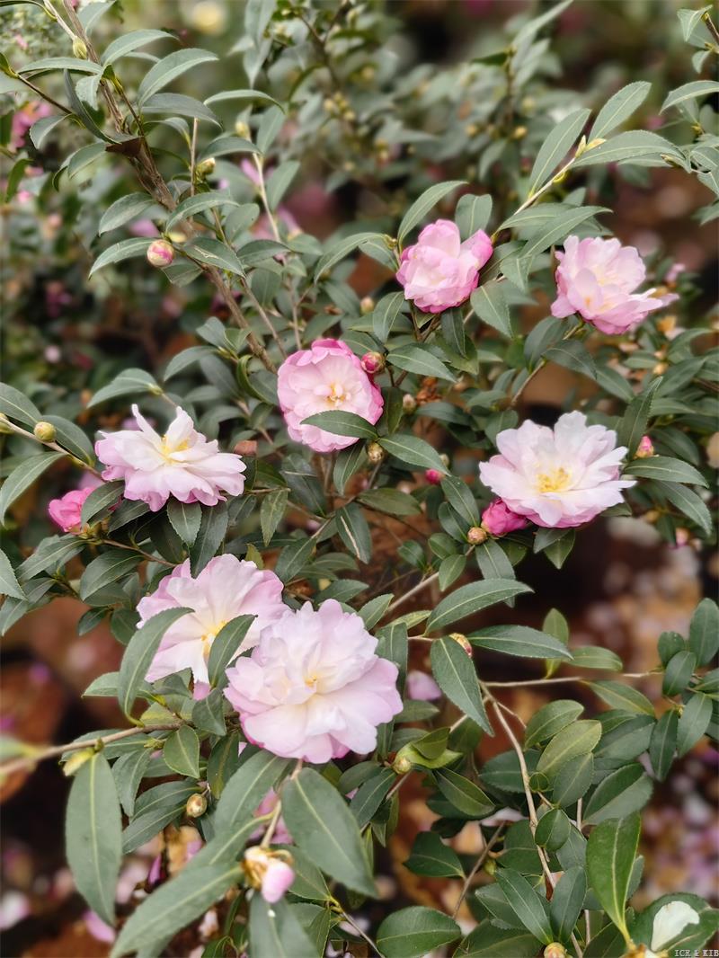 Camellia Mine-no-yuki