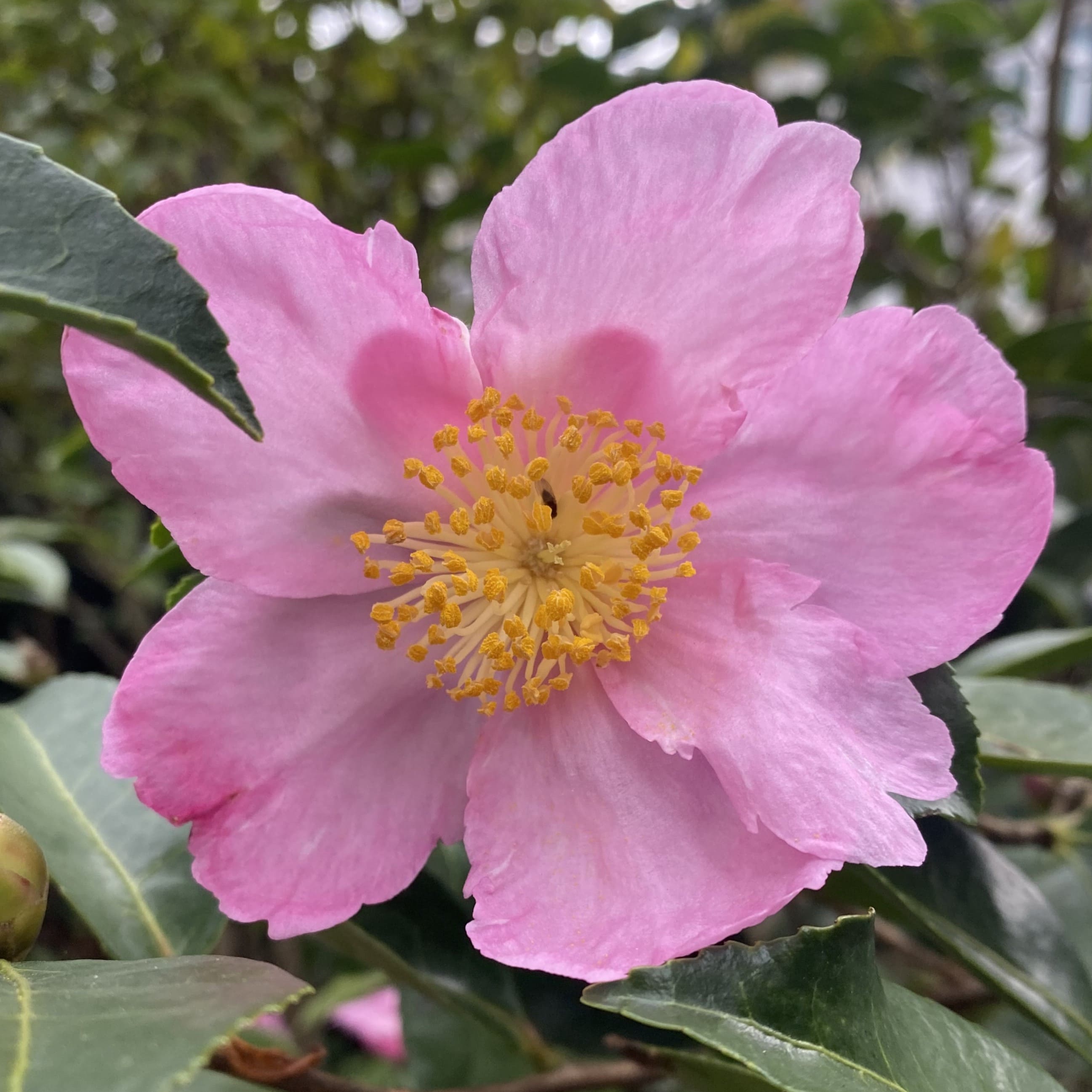 Camellia Plantation Pink