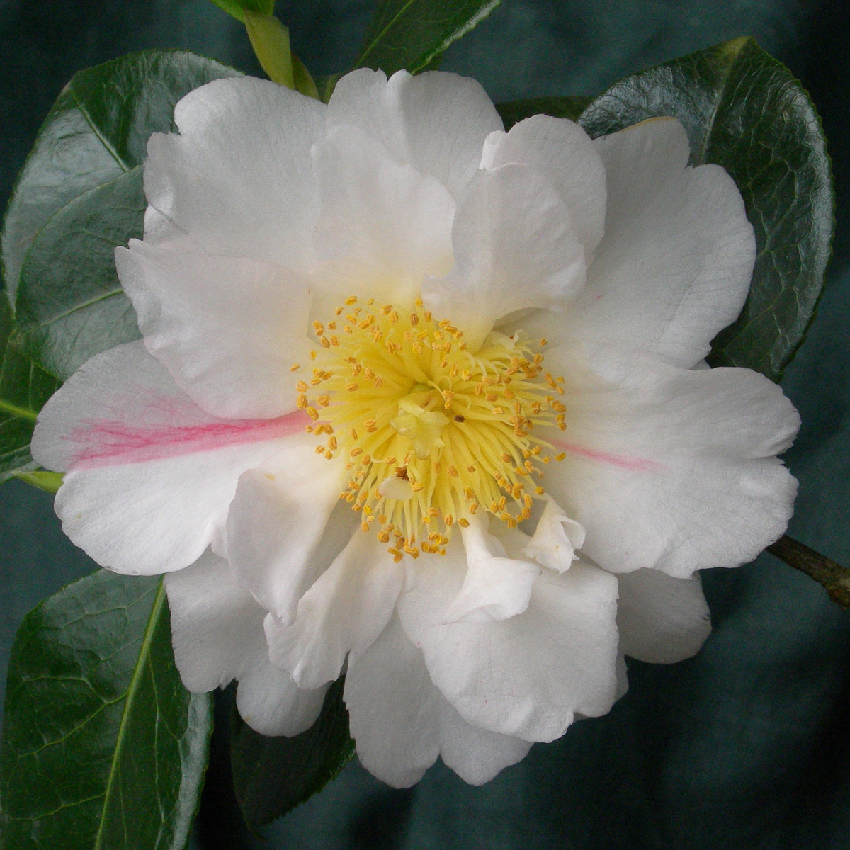 Camellia Scented Sun