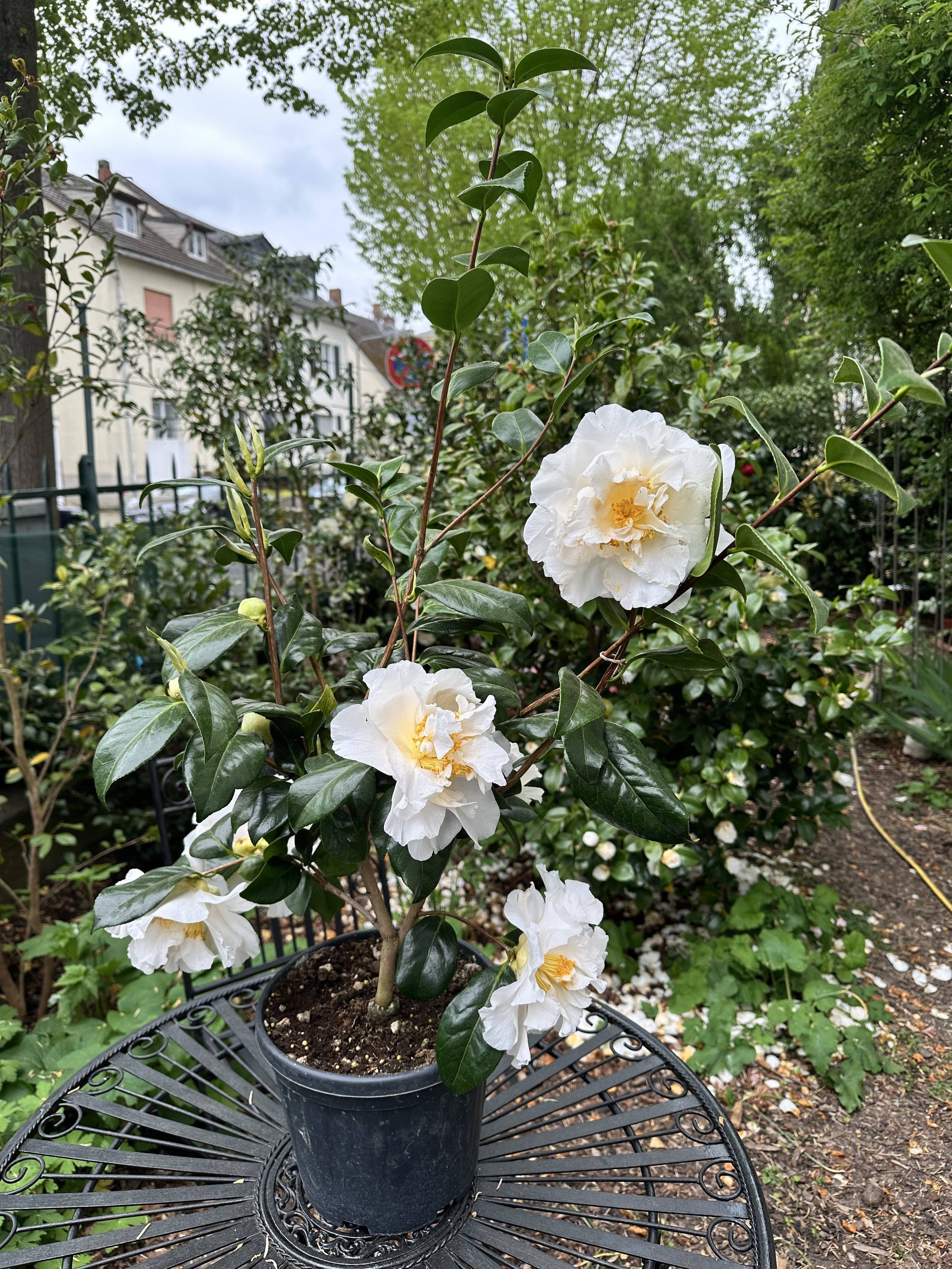 Camellia Silver Lace