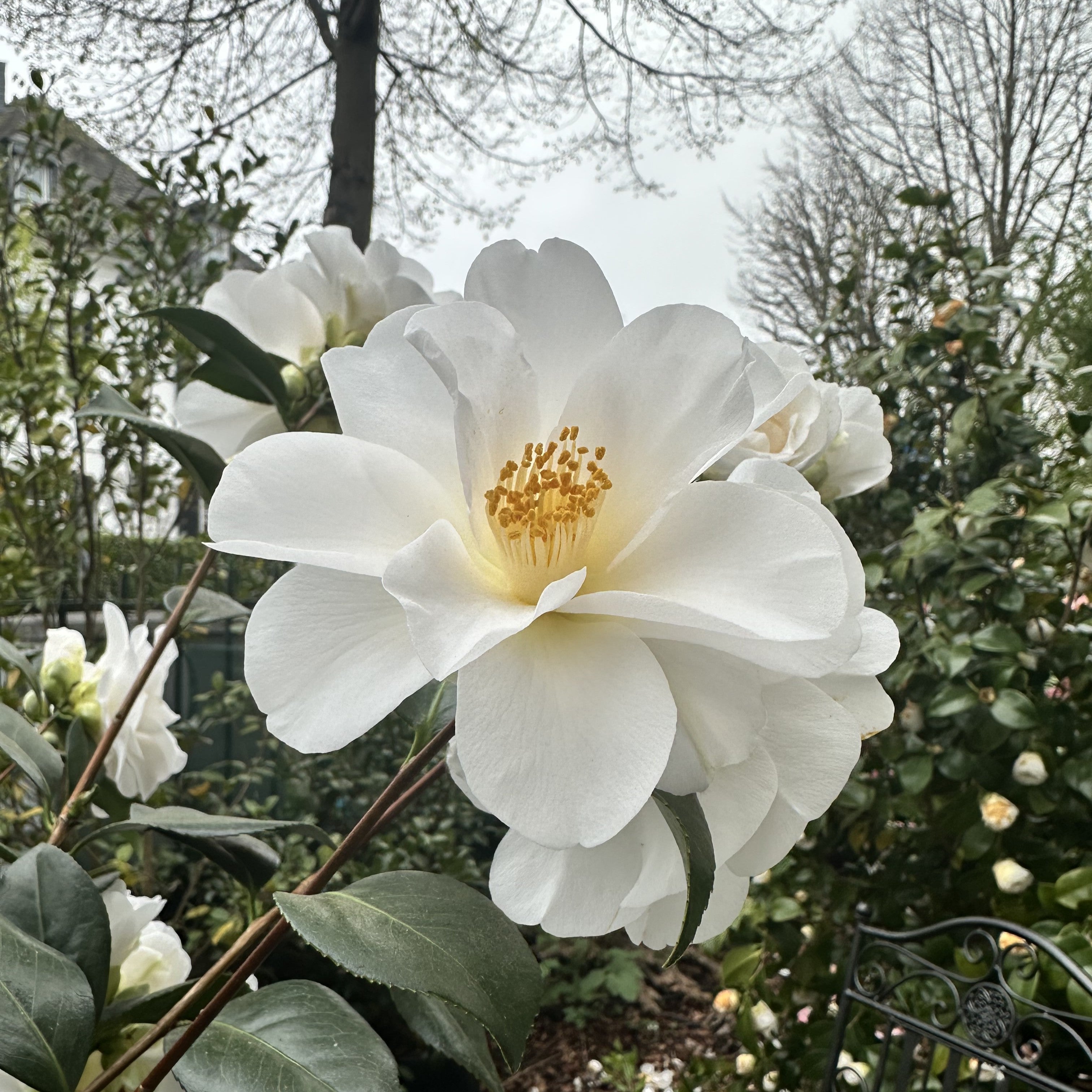 Camellia Silver Tower