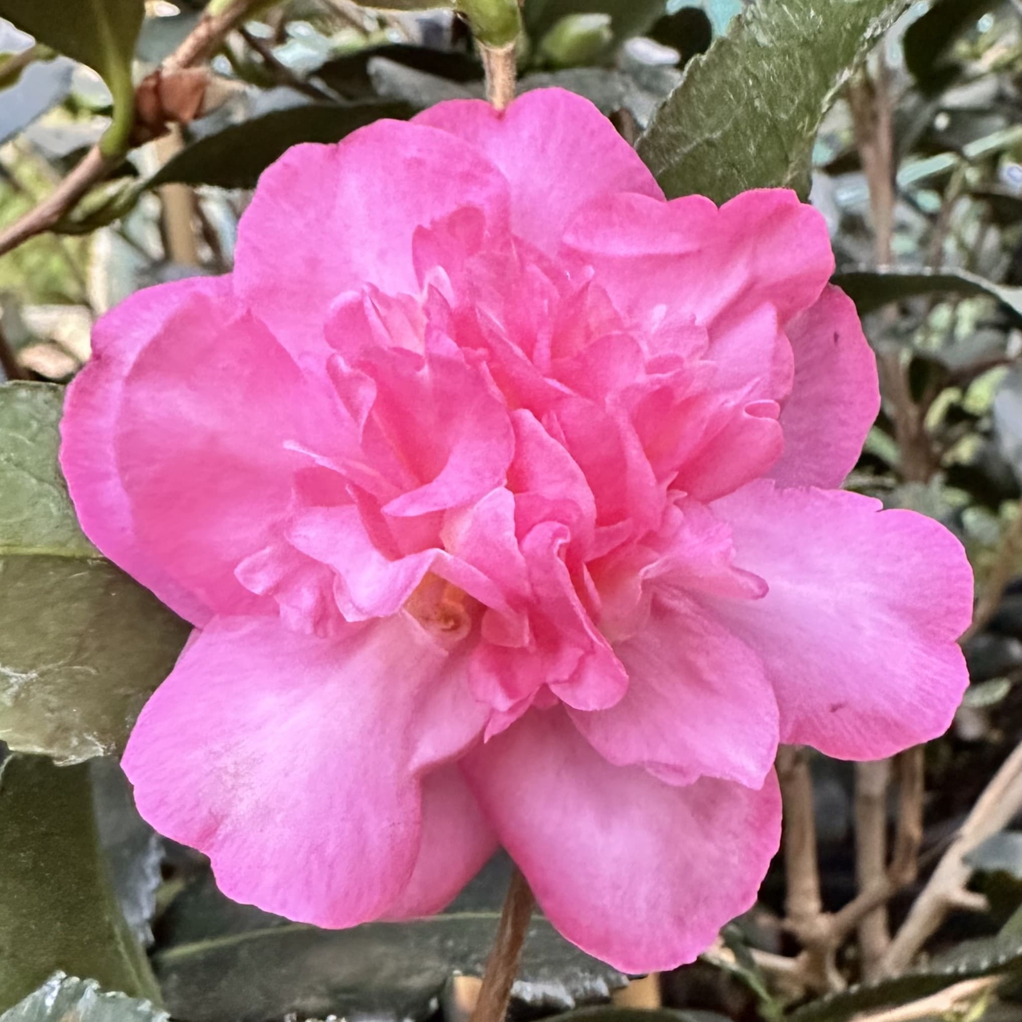 Camellia Sparkling Burgundy