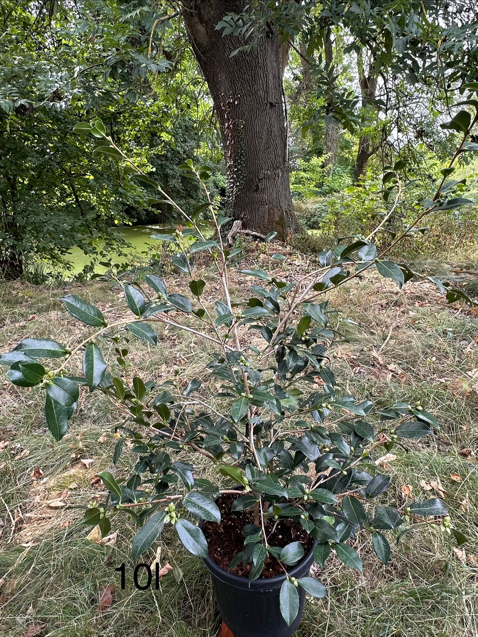 Camellia Sparkling Burgundy