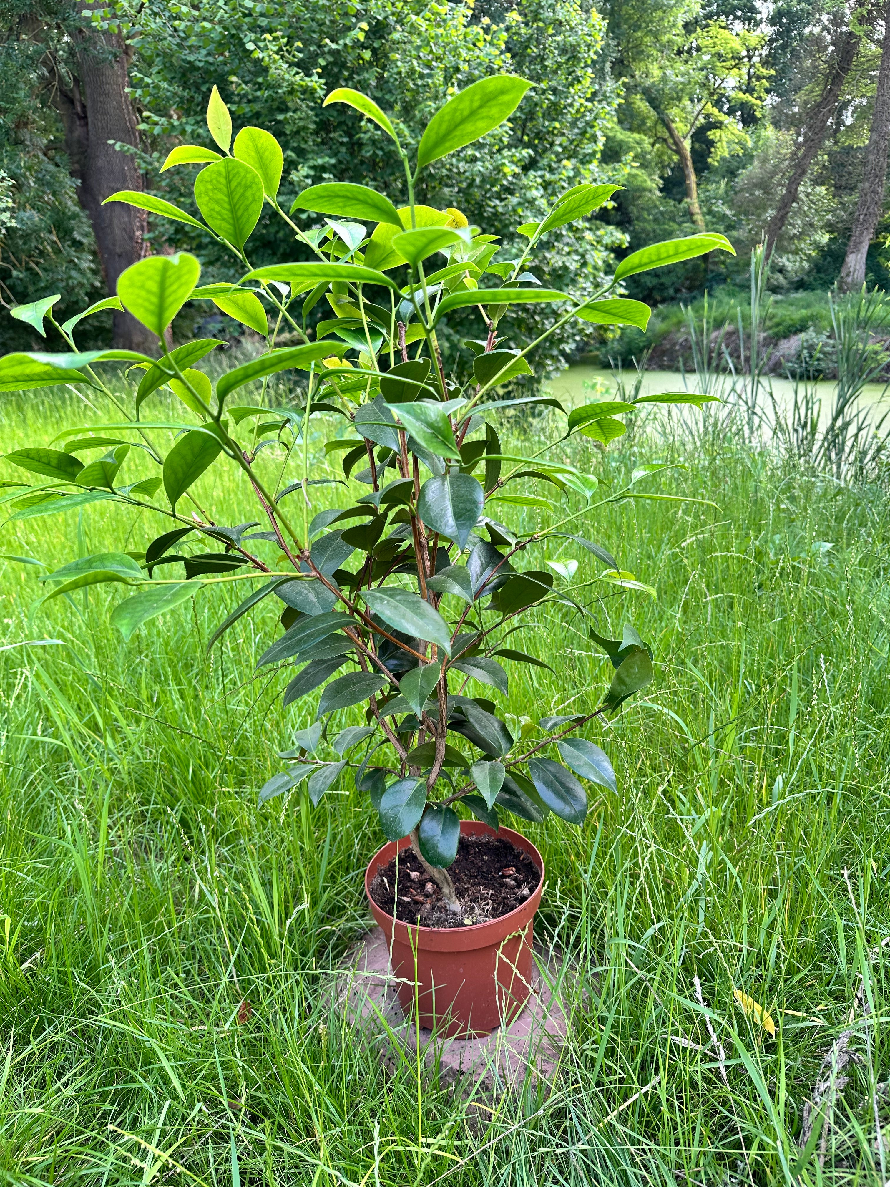 Camellia Stella di Compito