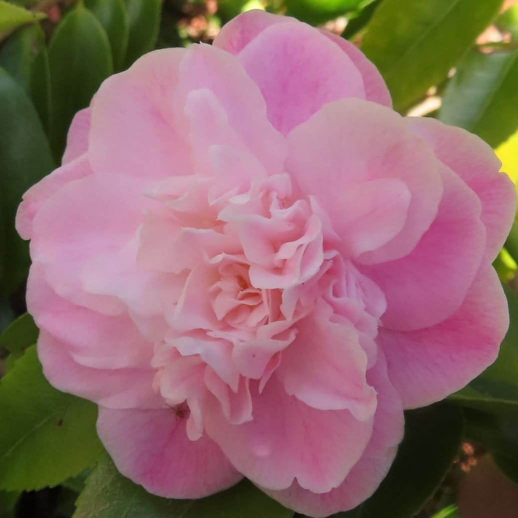 Camellia Sweet Emily Kate