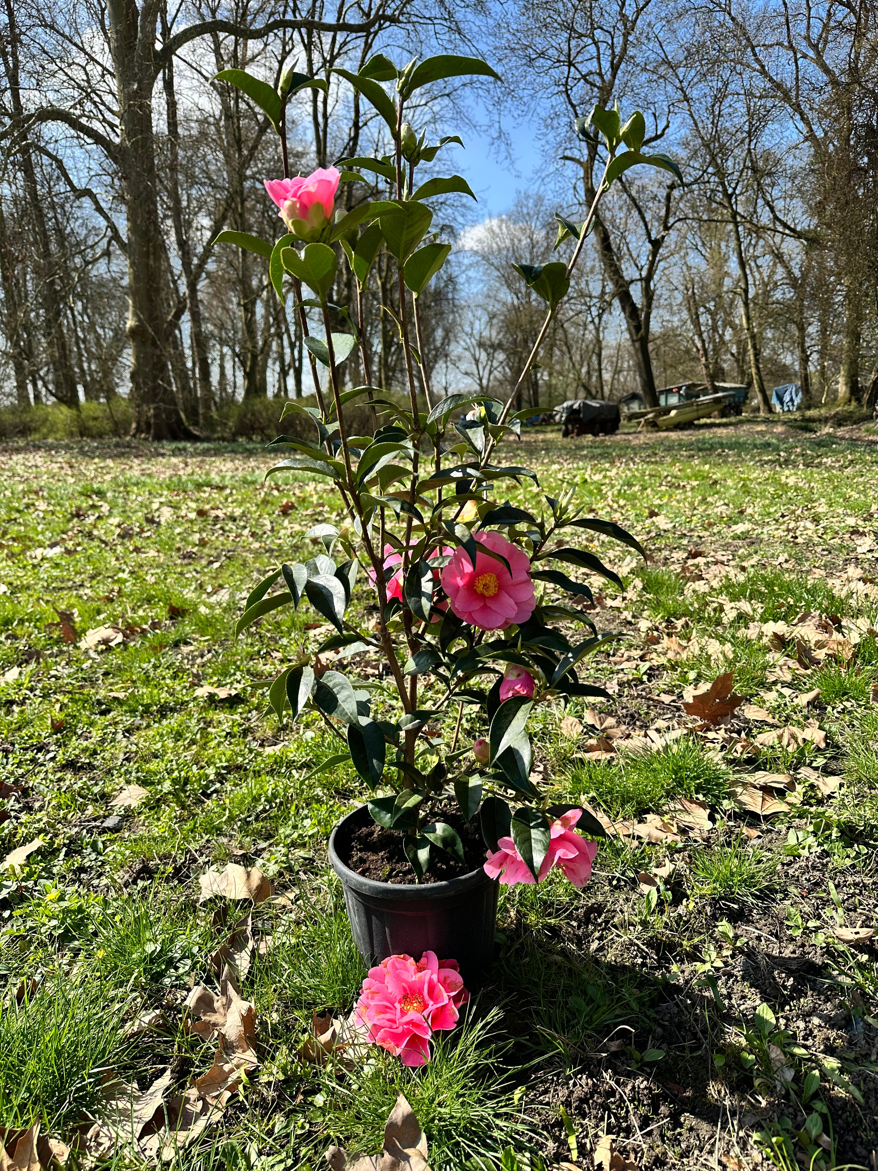 Camellia Valley Knudsen