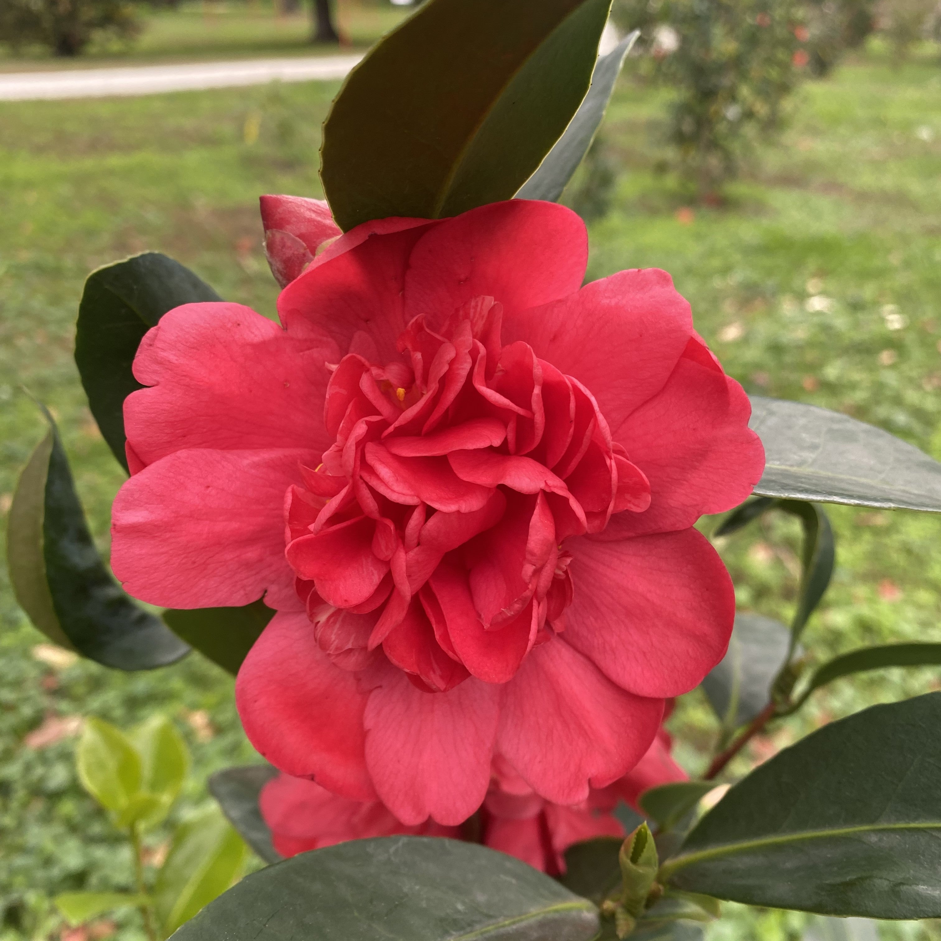 Camellia Xiari Qixin