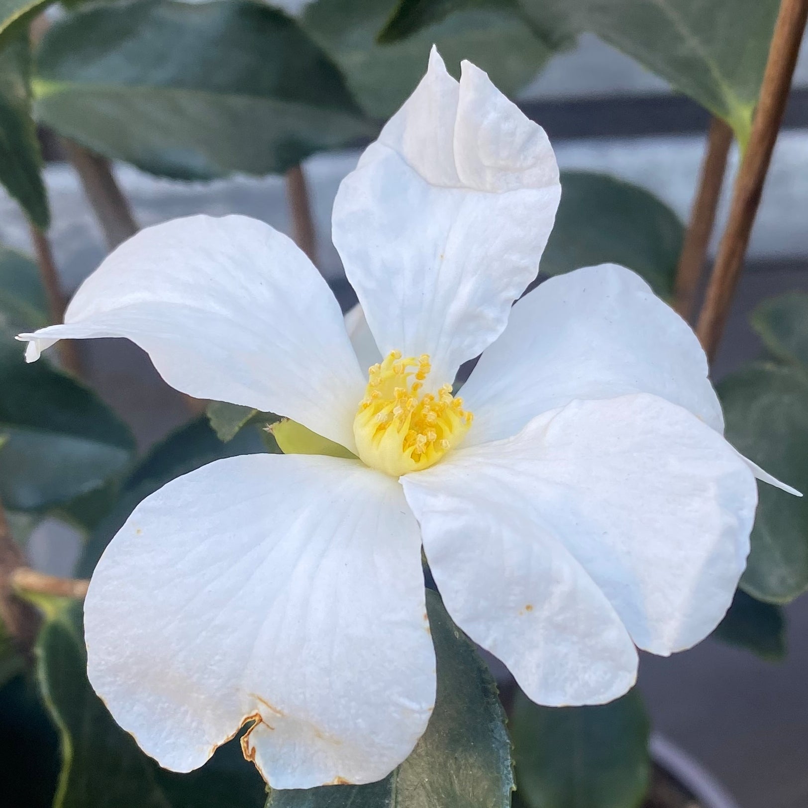 Camellia Cuspidata wild form
