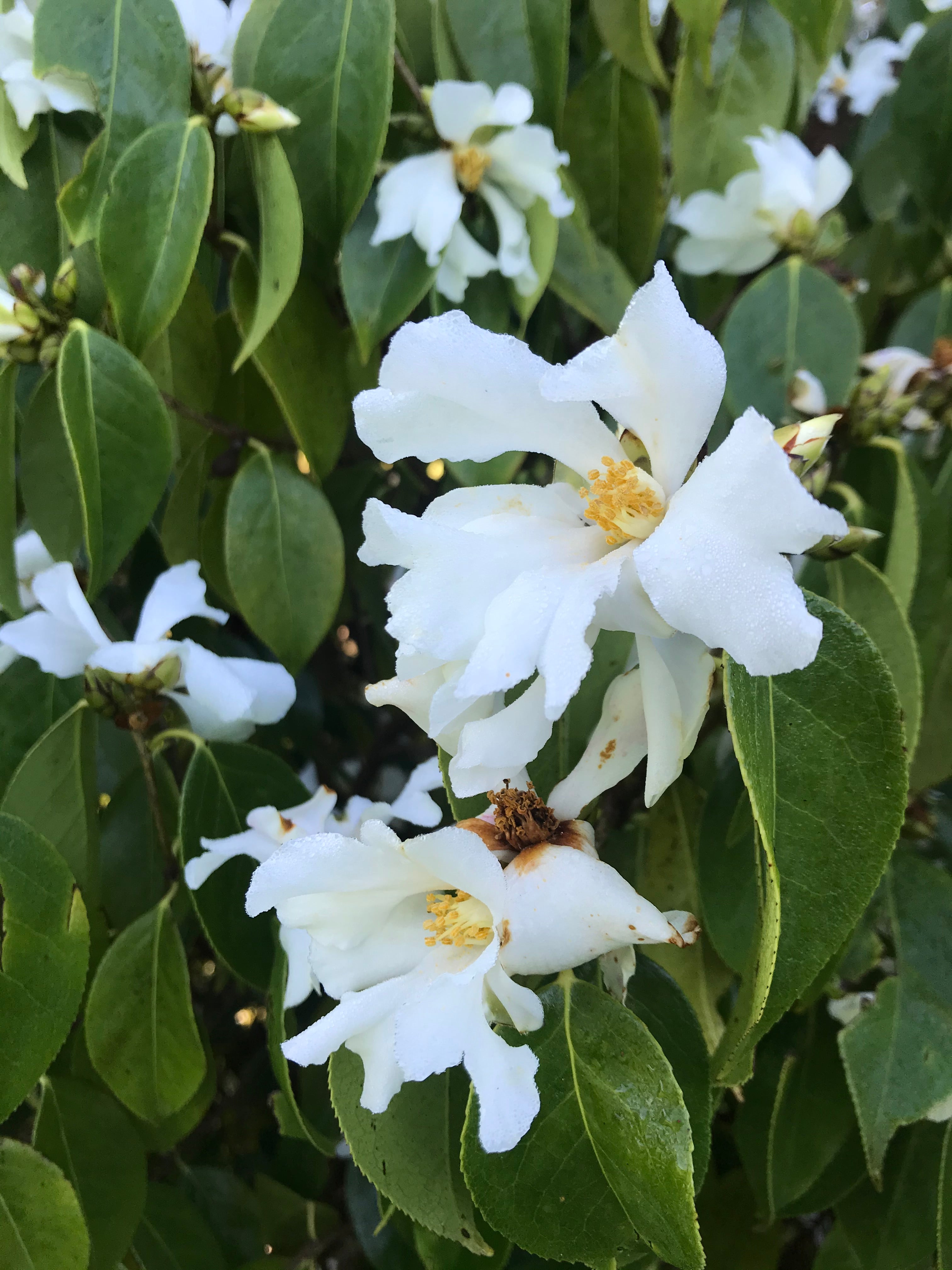 Camellia Cuspidata wild form