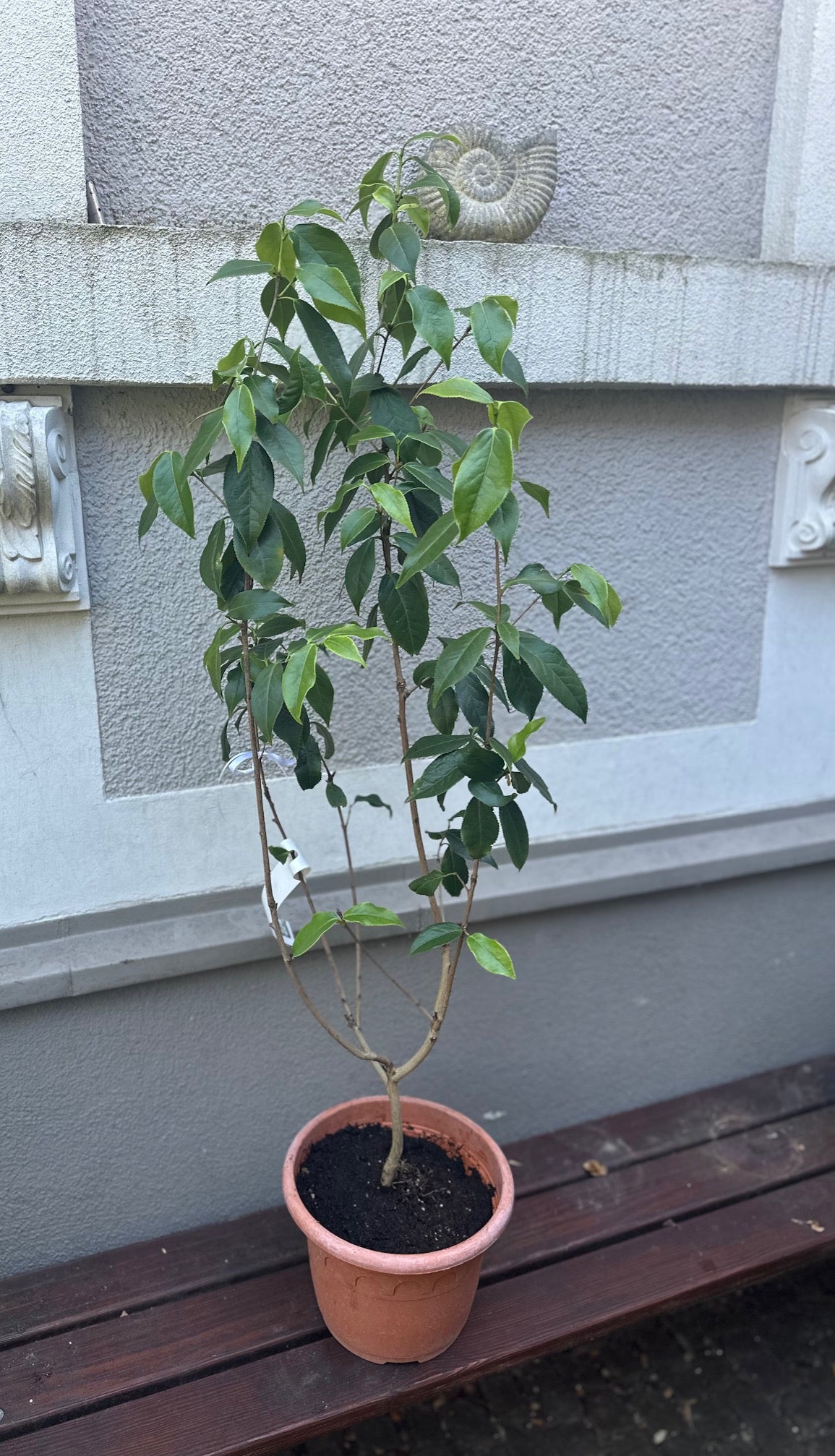 Camellia Cuspidata wild form