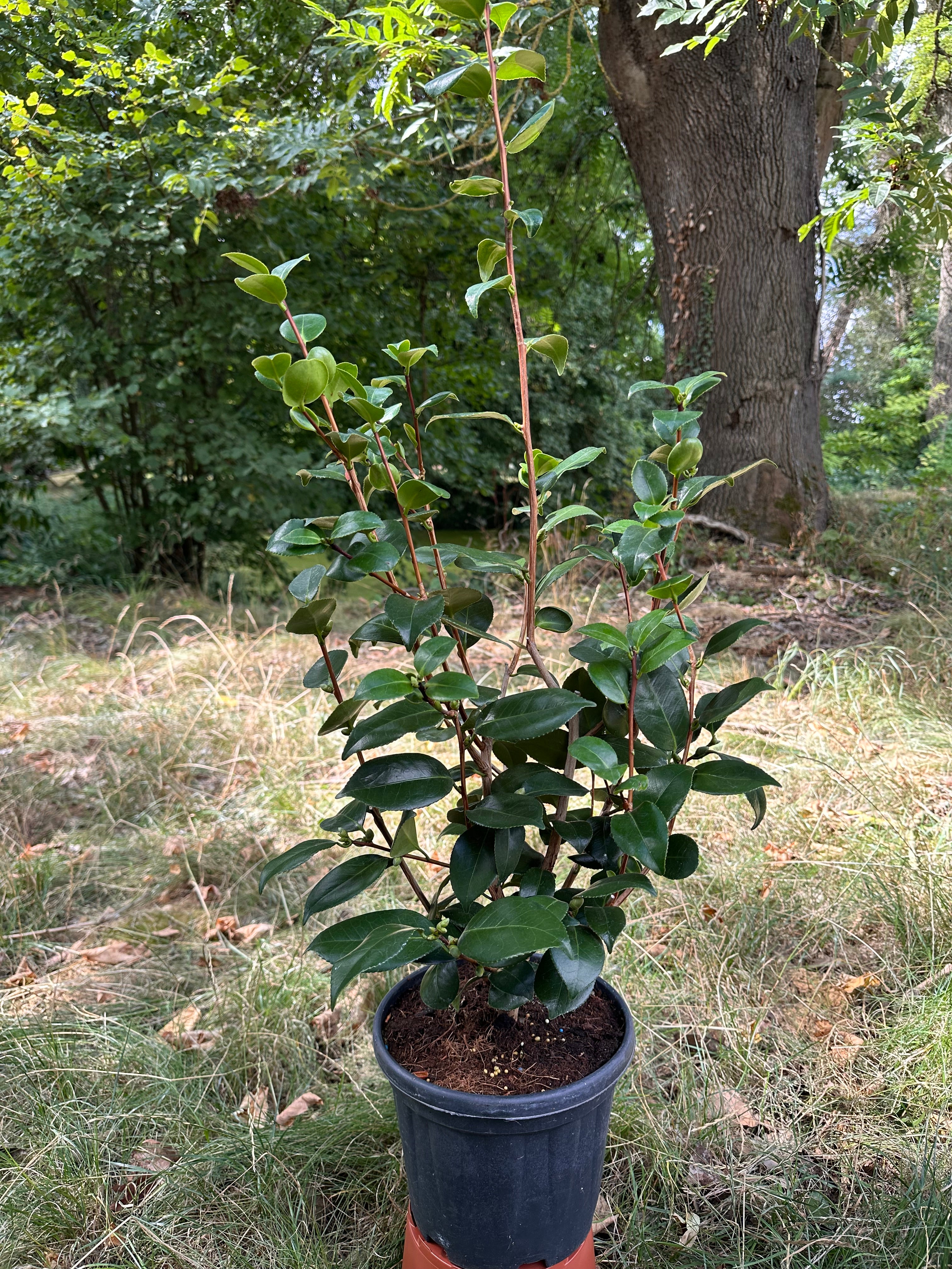 Camellia Yukimiguruma