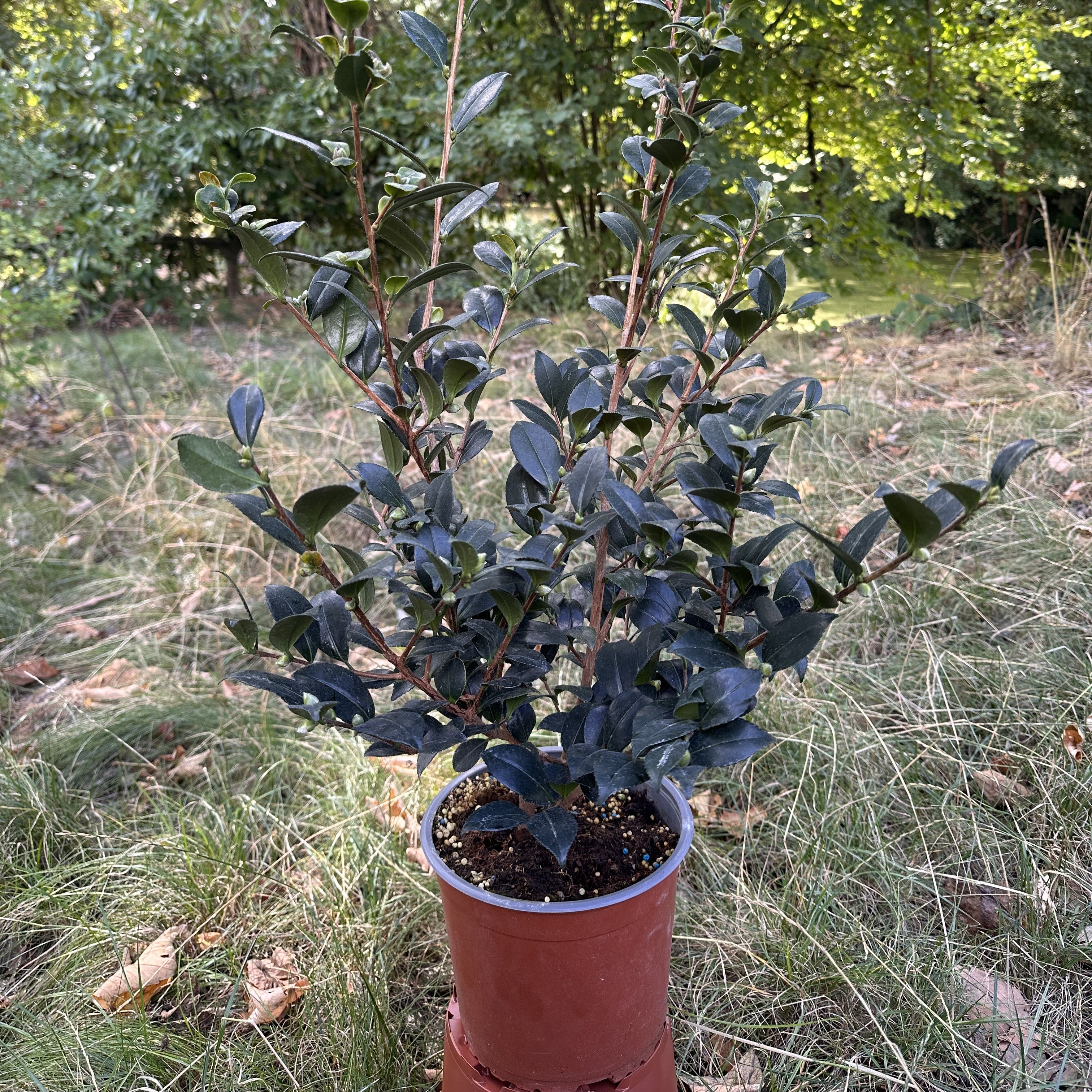 Camellia Yuletide