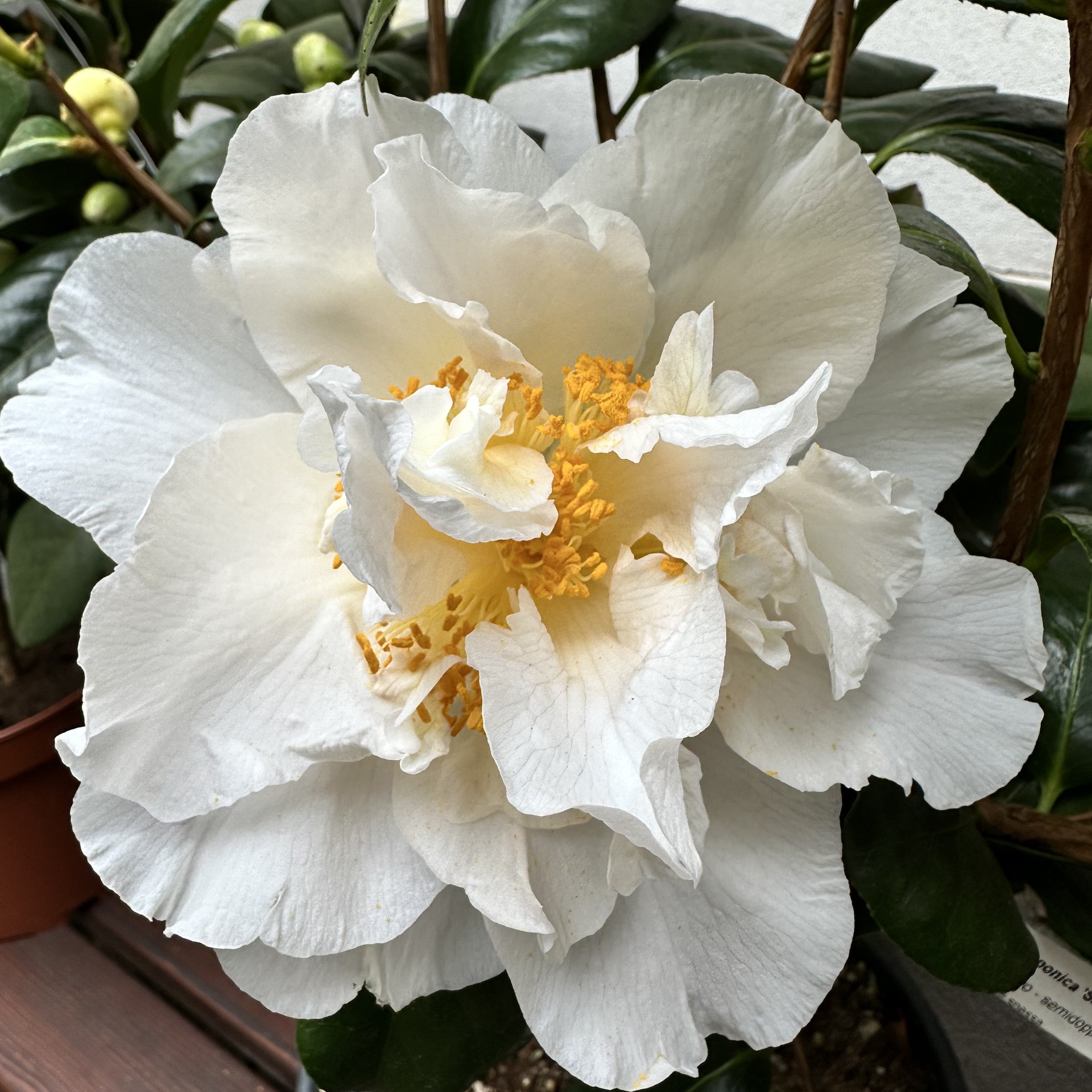 Camellia Silver Lace