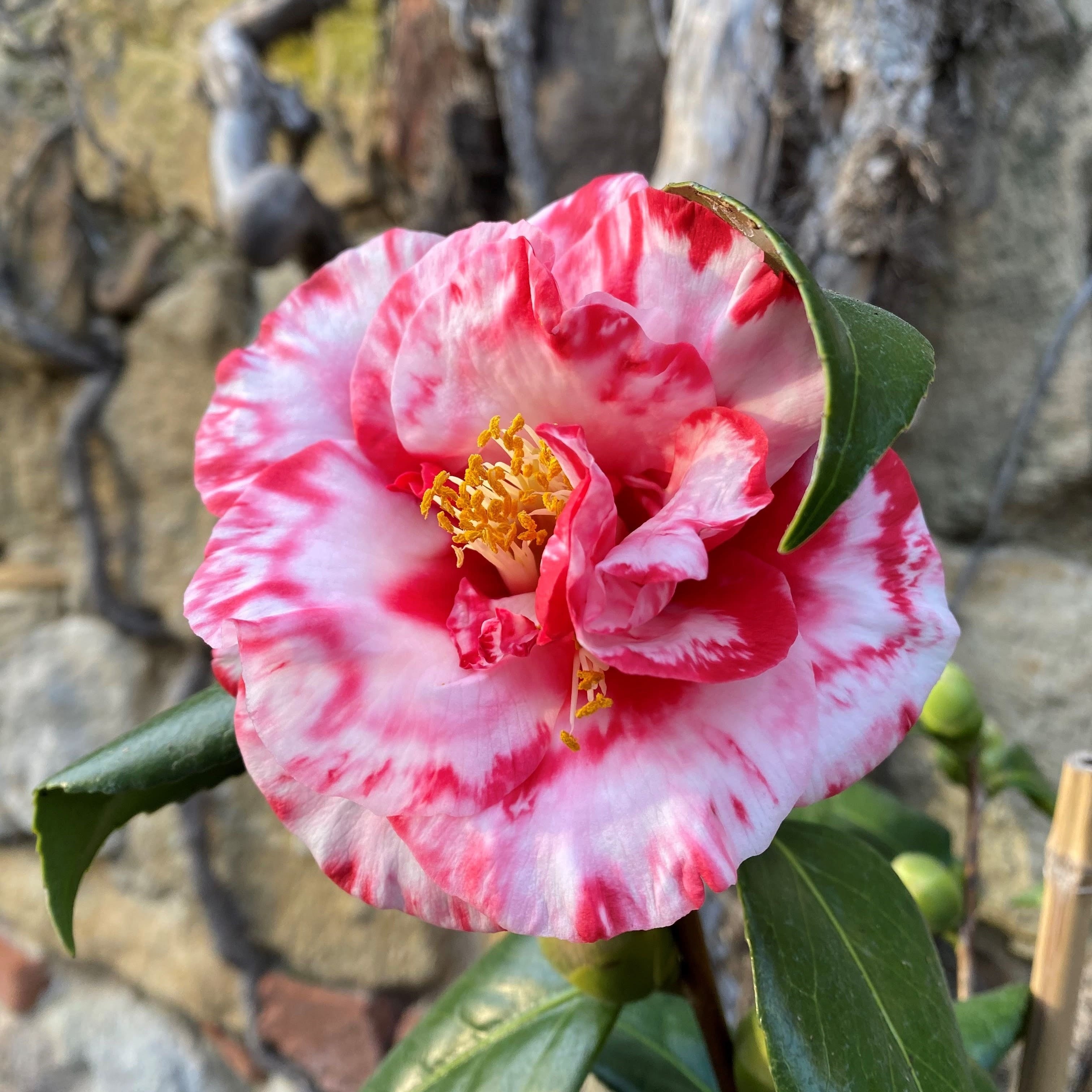 Camellia Adolphe Audusson Variegated