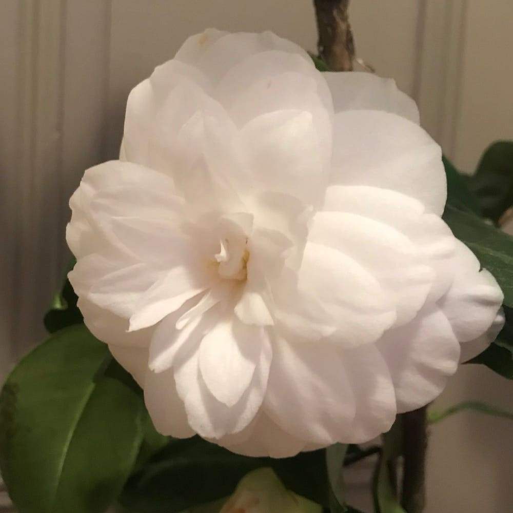 Camellia Angela Cocchi