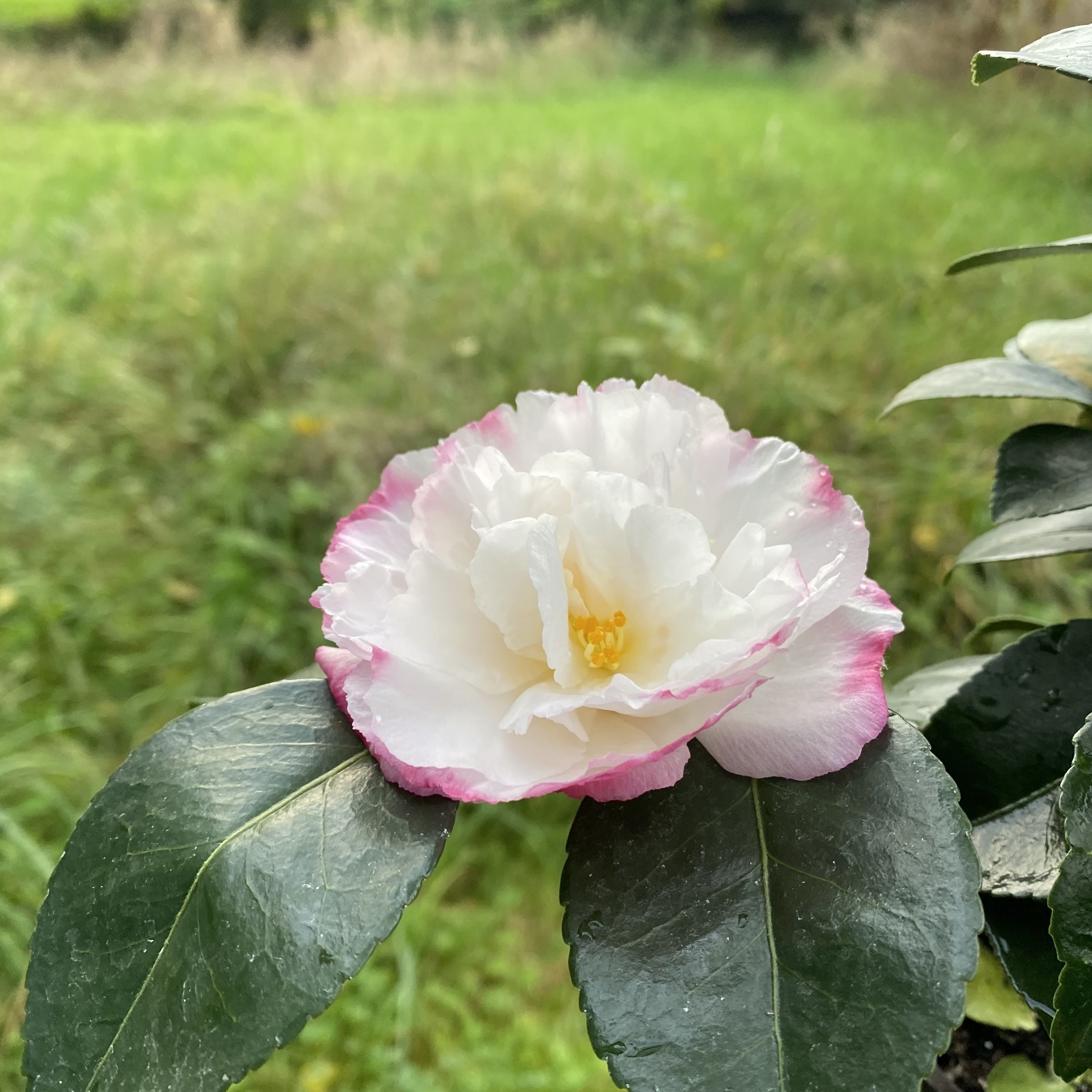 Camellia Beatrice Emily