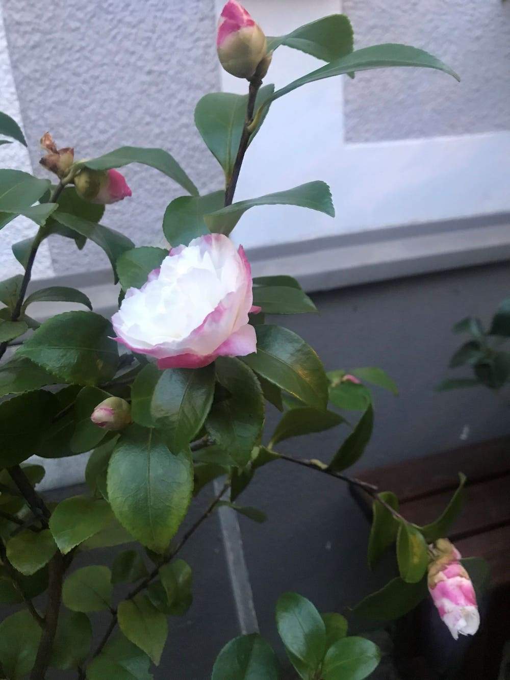 Camellia Beatrice Emily