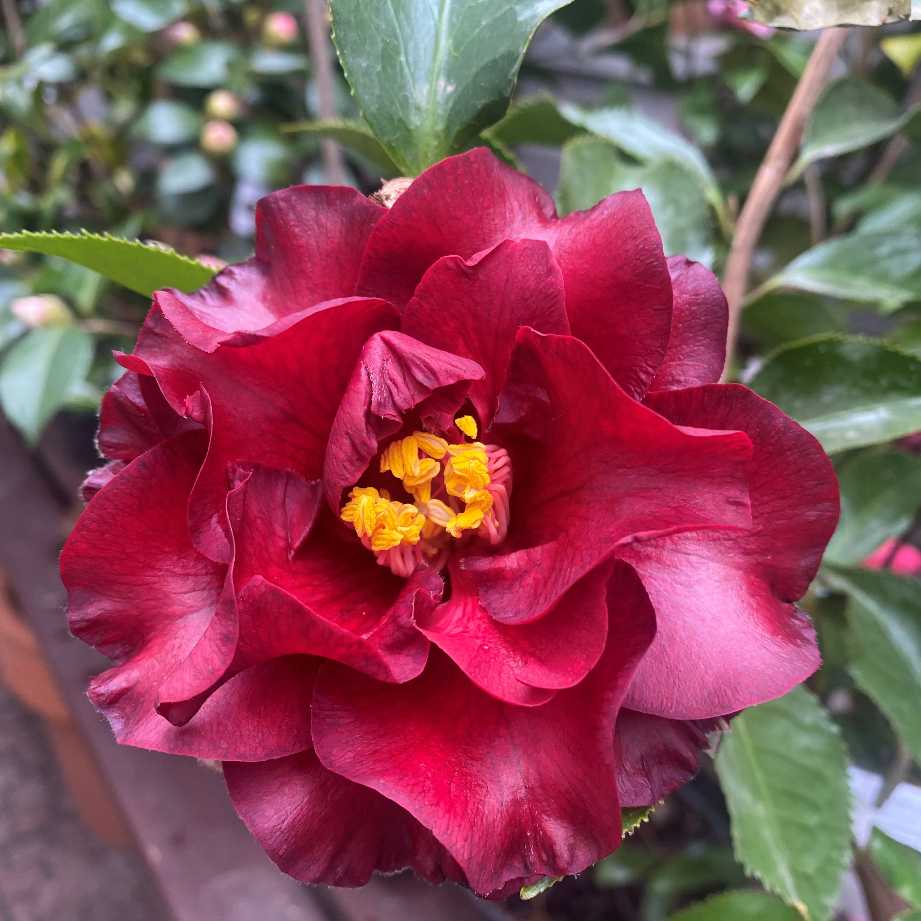 Camellia Black Magic