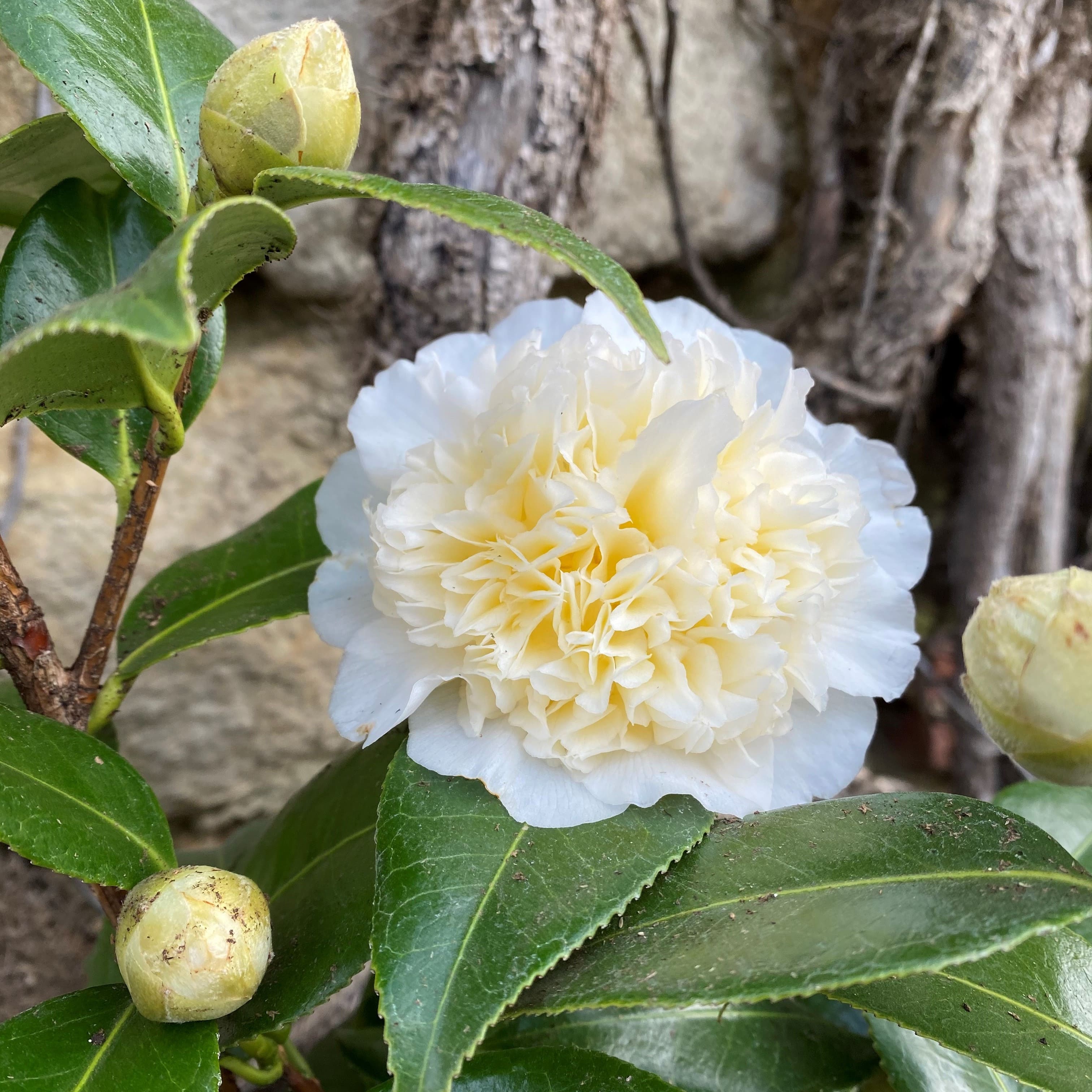 Camellia Brushfield's Yellow