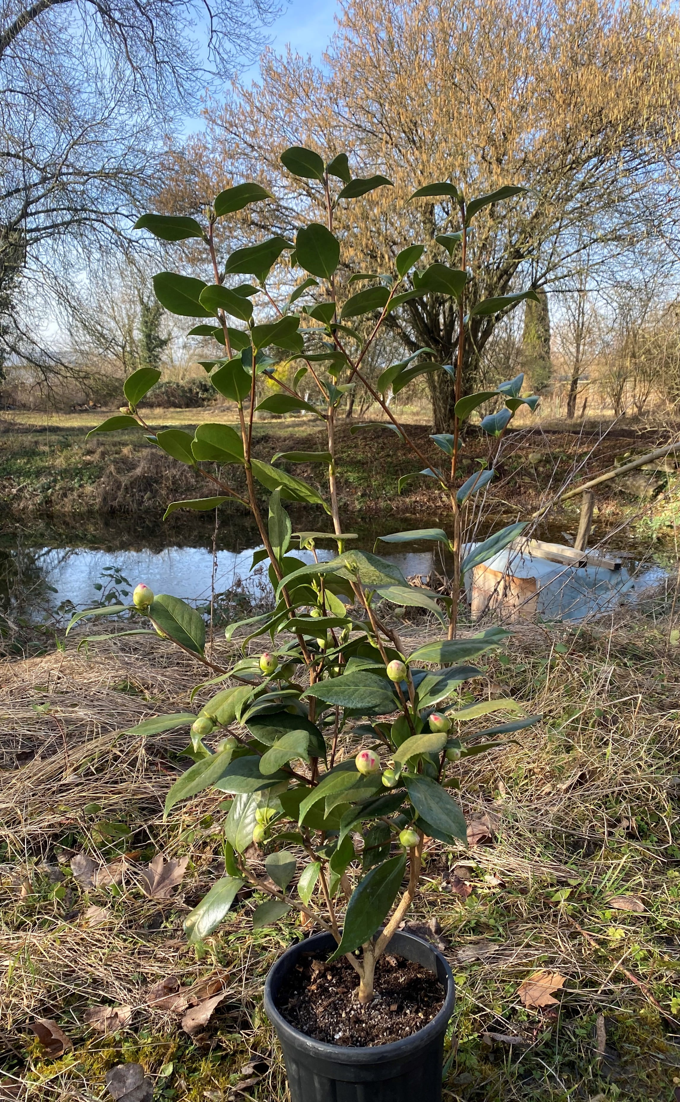 Camellia C.M. Hovey