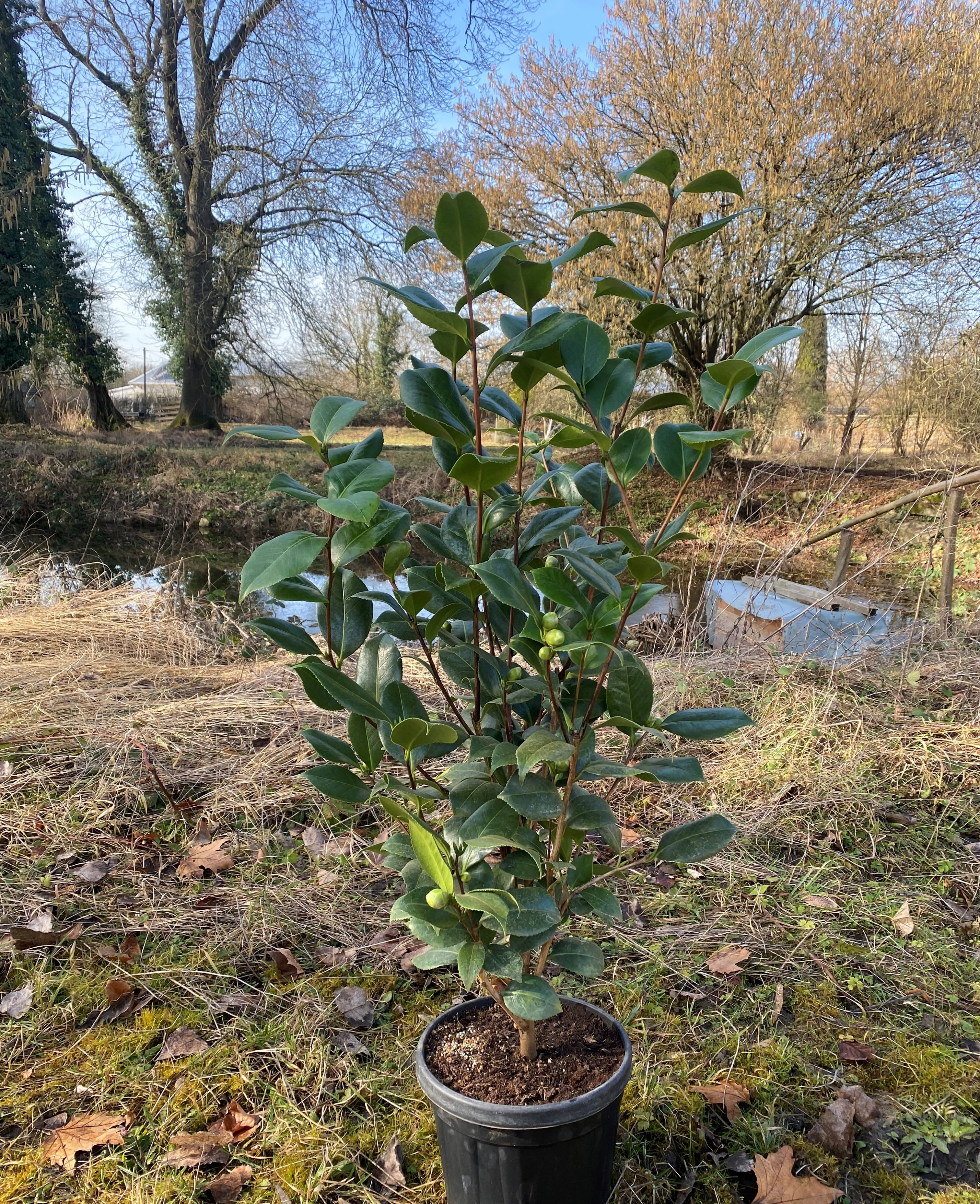 Camellia California