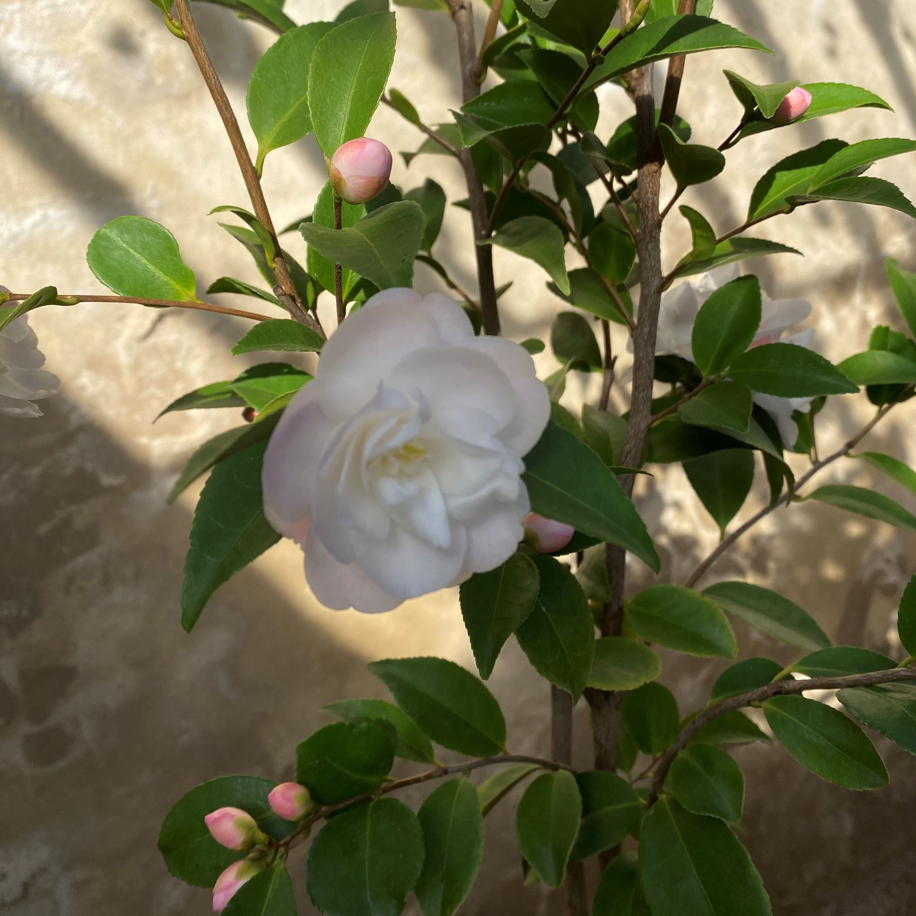 Camellia Cinnamon Cindy