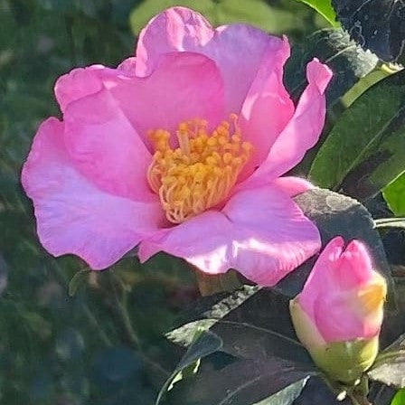 Camellia Cleopatra