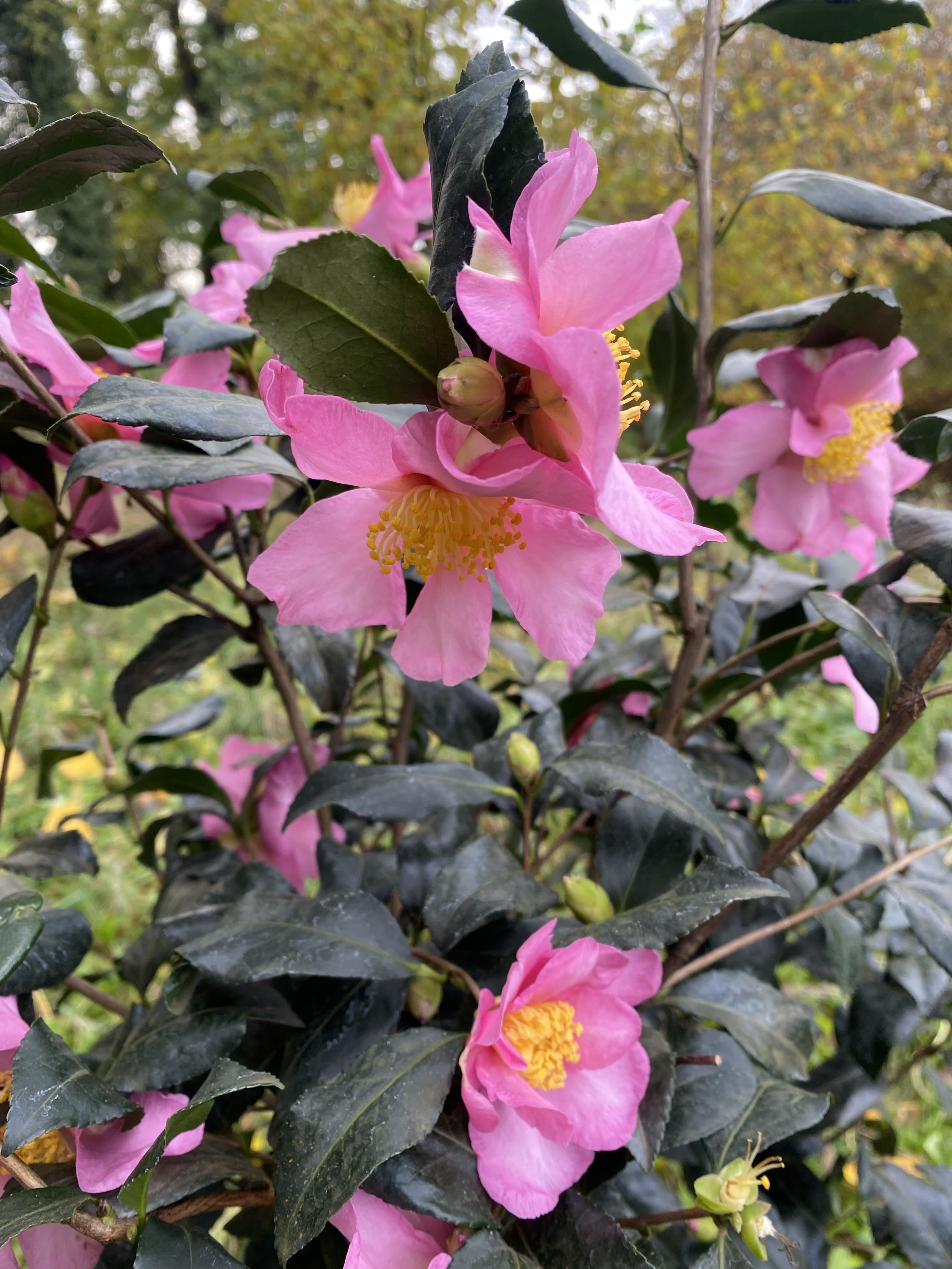 Camellia Cleopatra