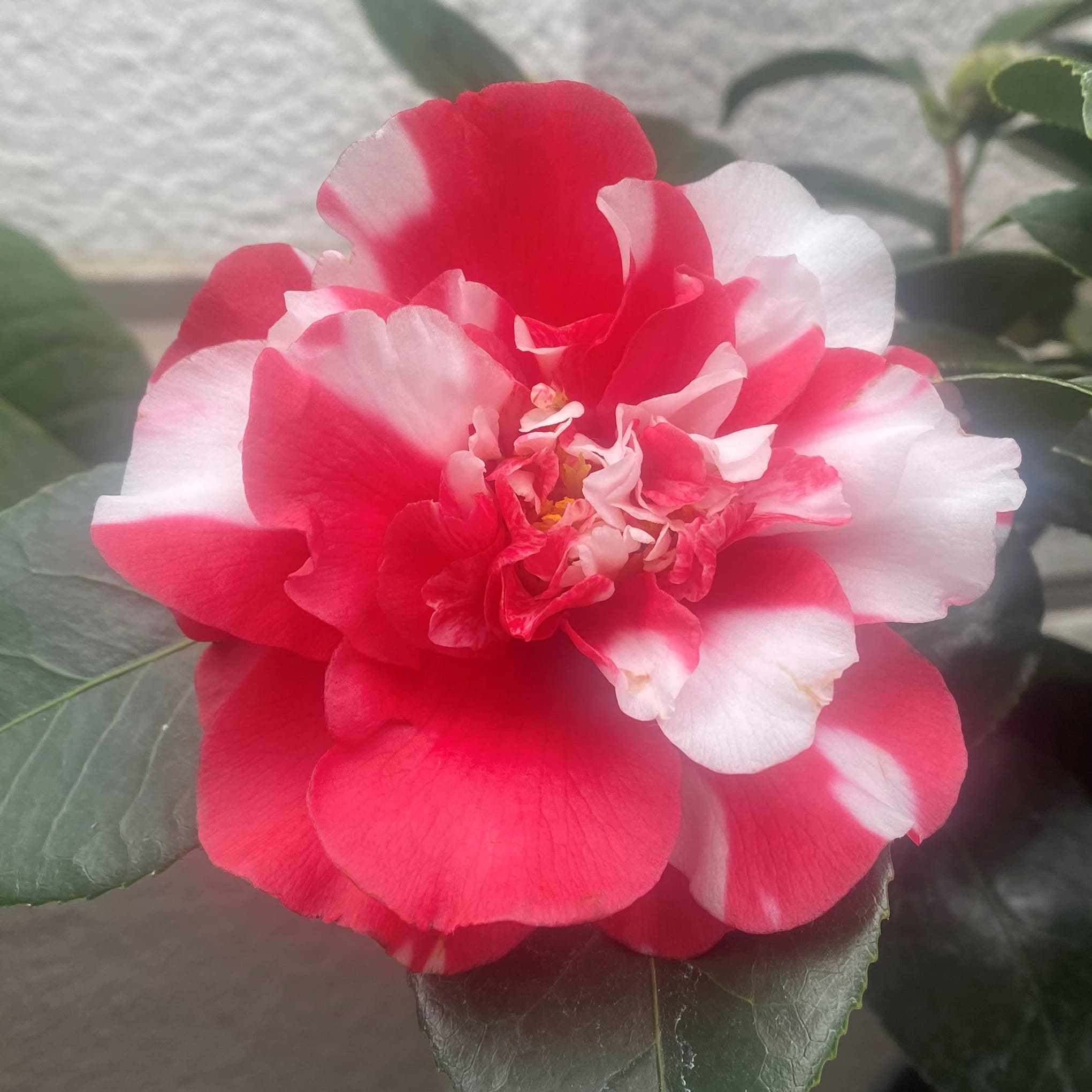 Camellia Collettii