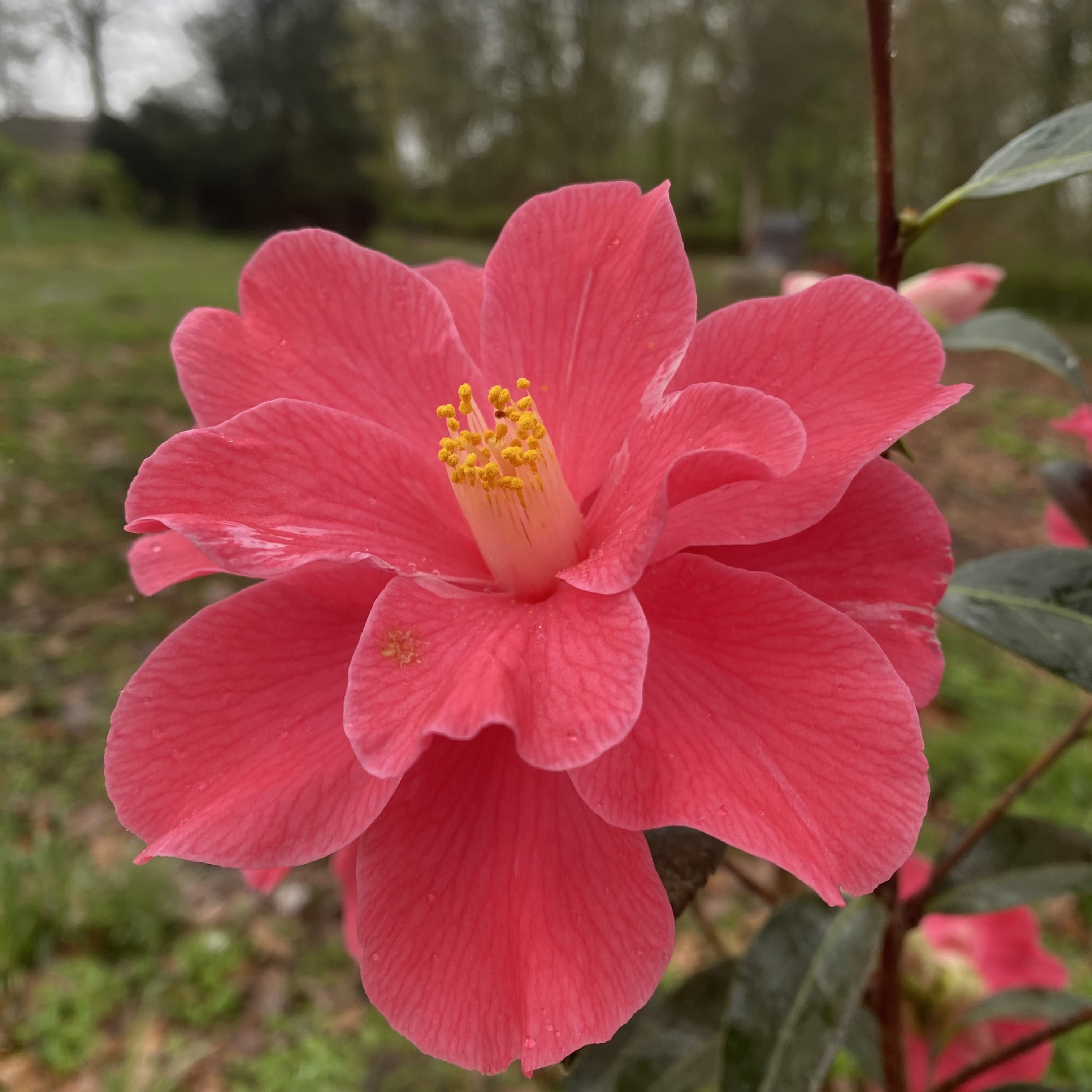 Camellia Coral Delight