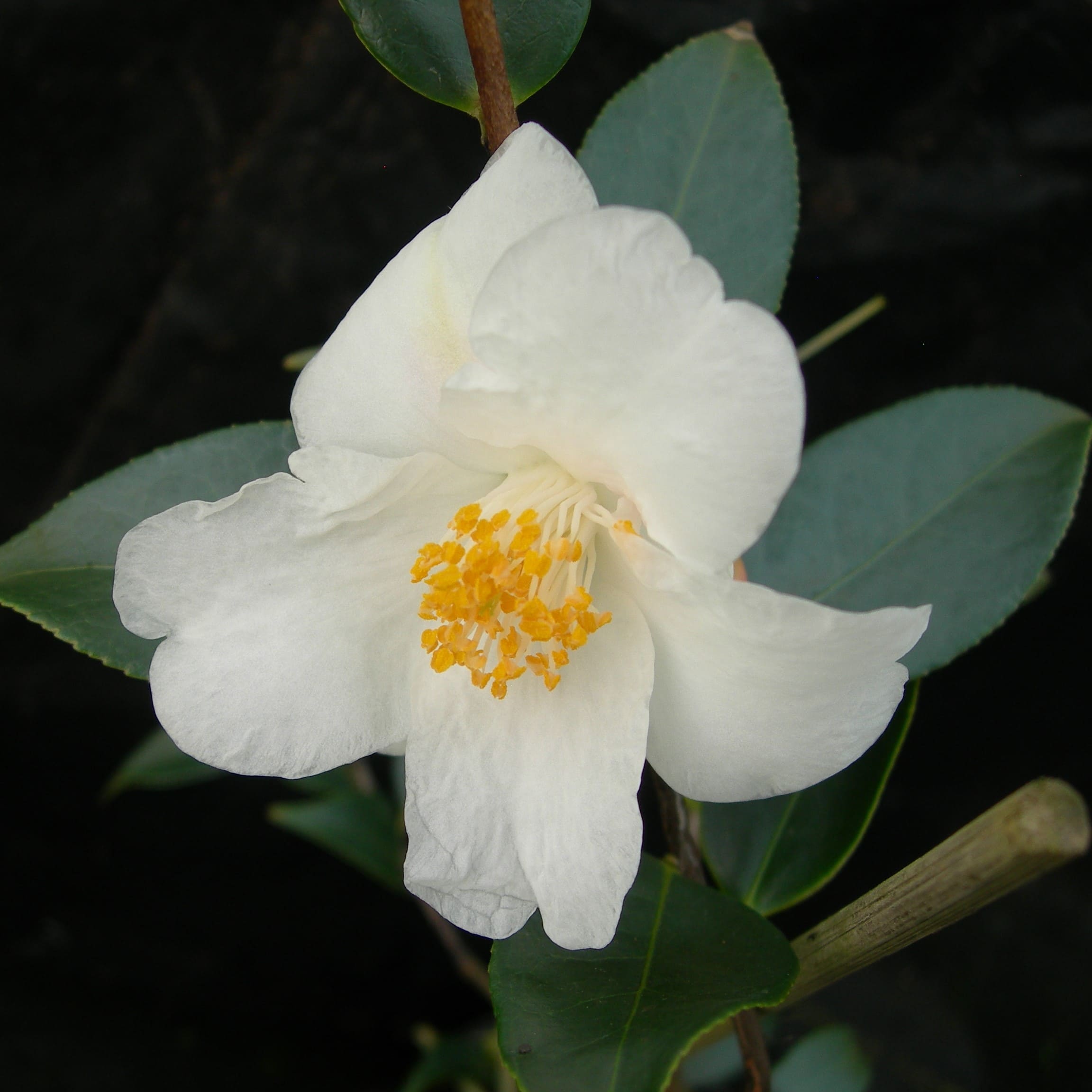 Camellia Cornish Snow