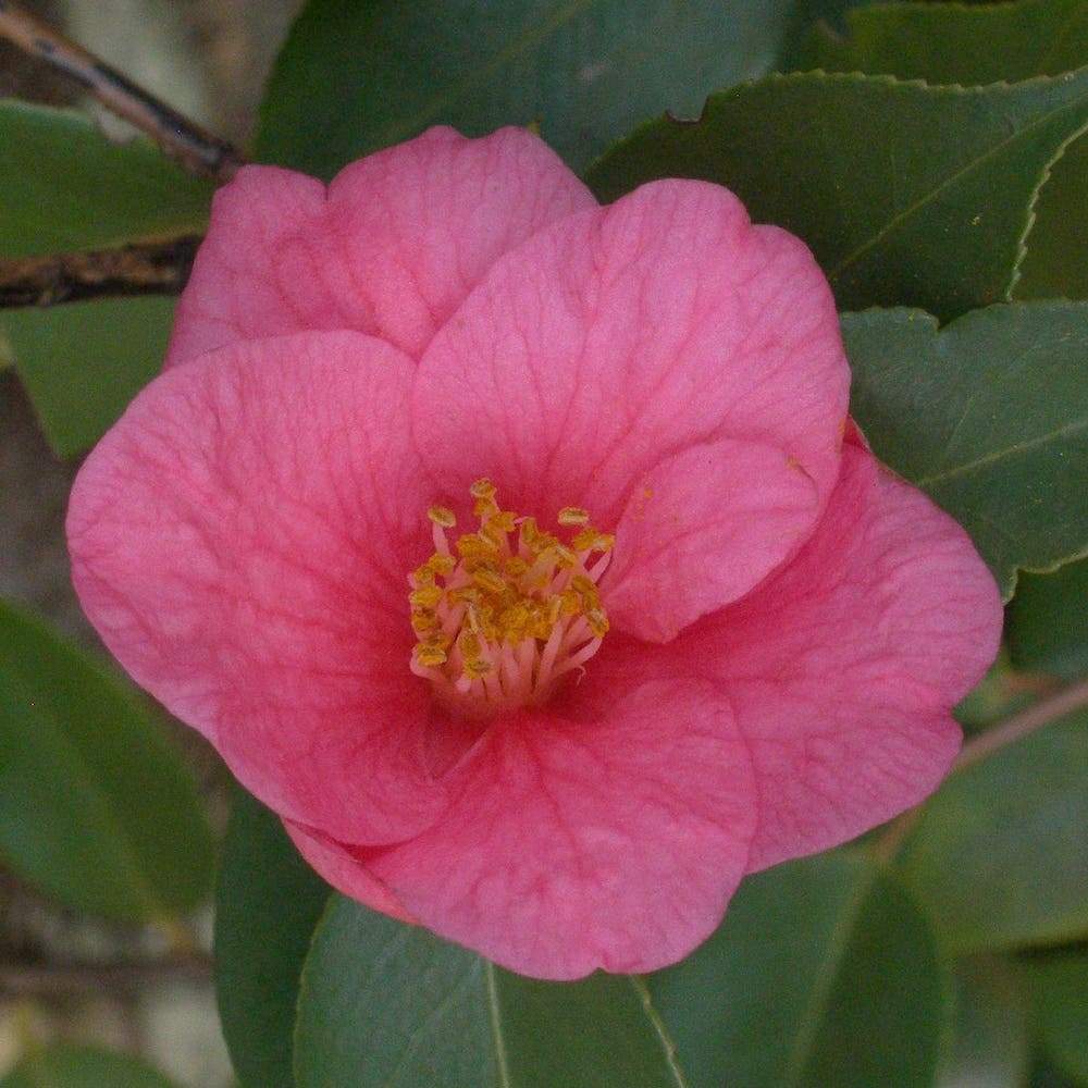 Camellia Cornish Spring