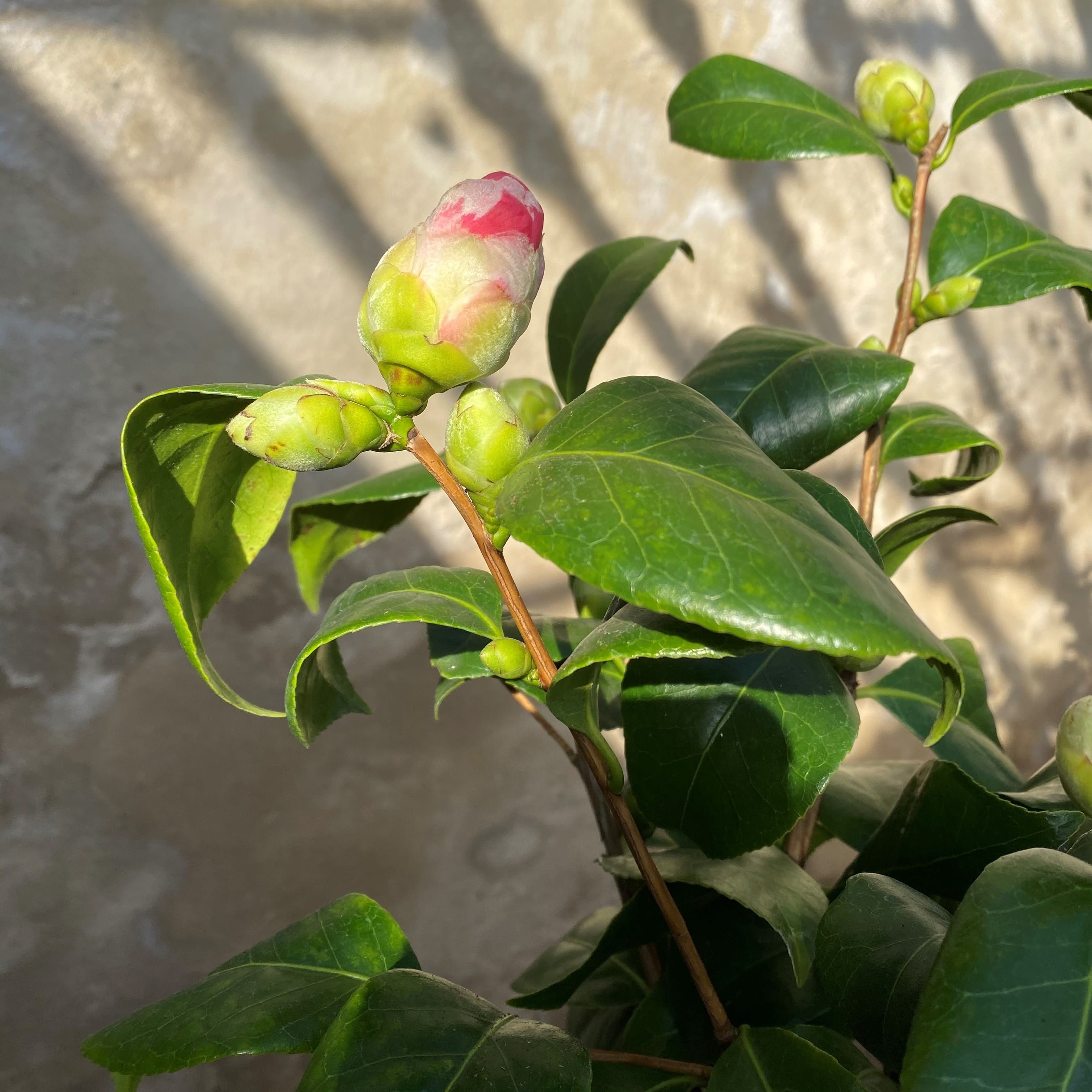 Camellia Cup of Beauty Rosea