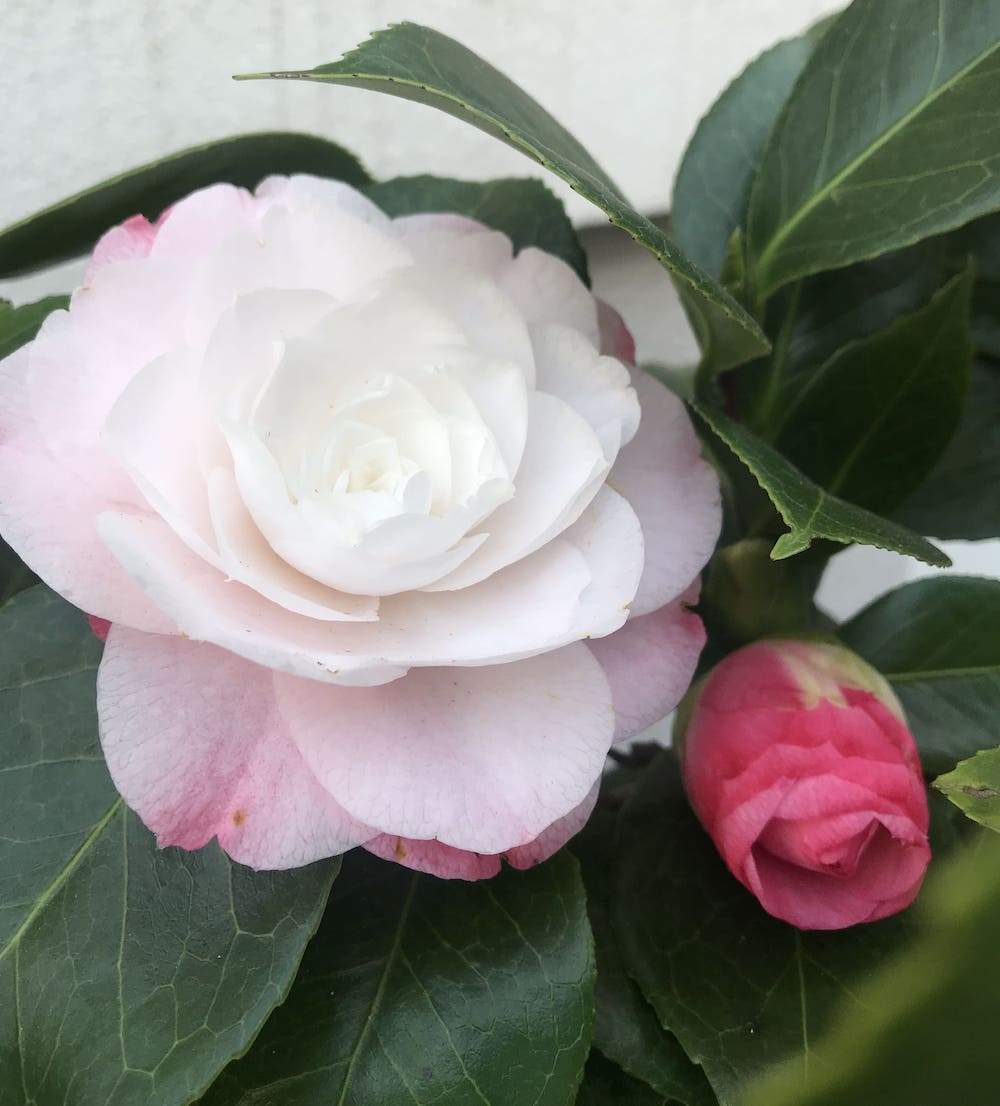 Camellia Desire