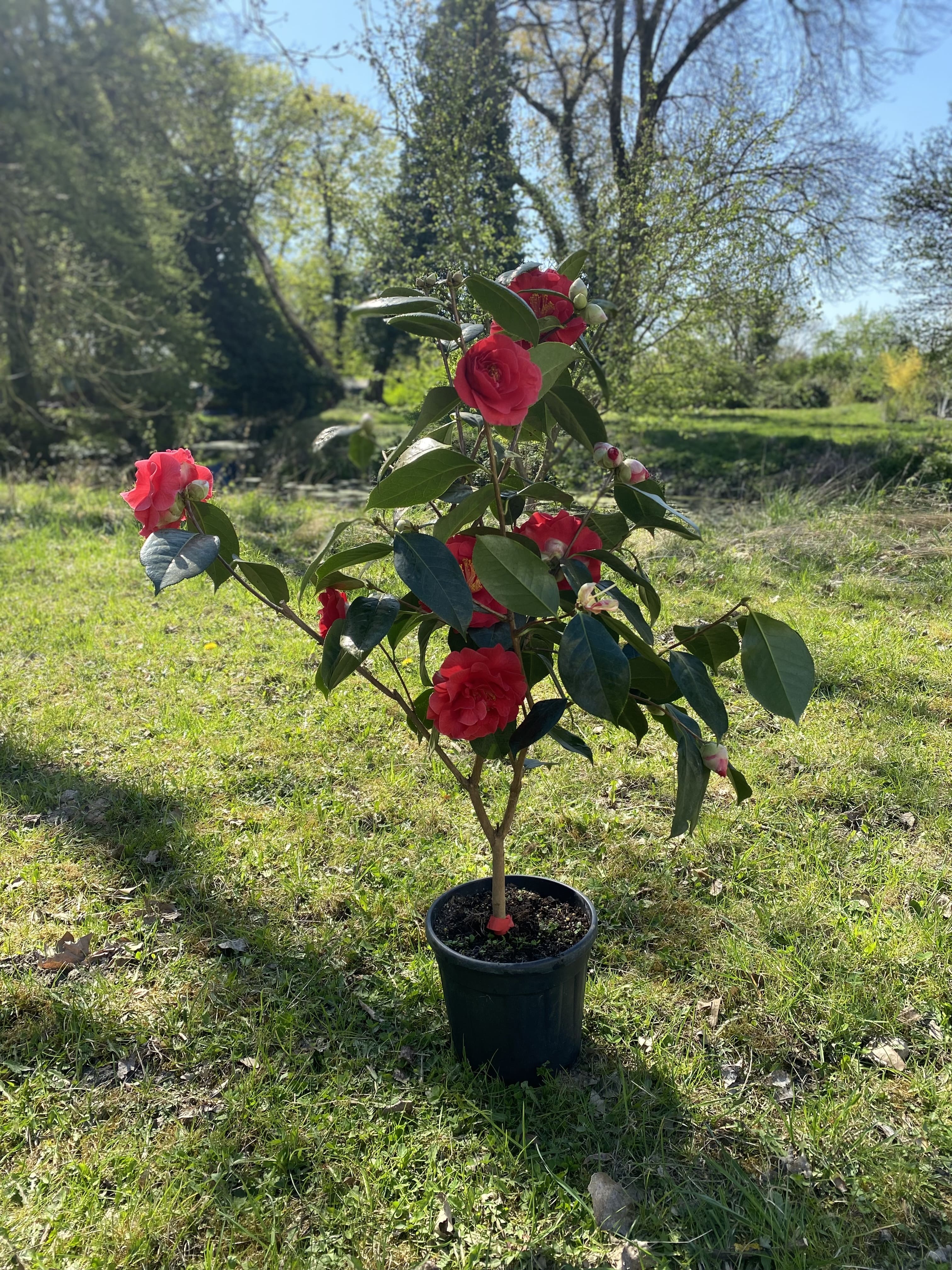 Camellia Dr. Clifford Parks