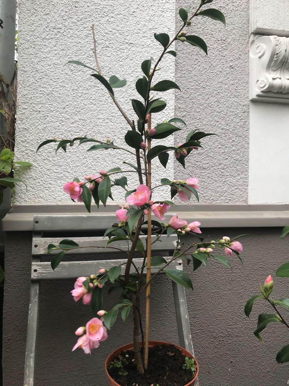 Camellia scented bells