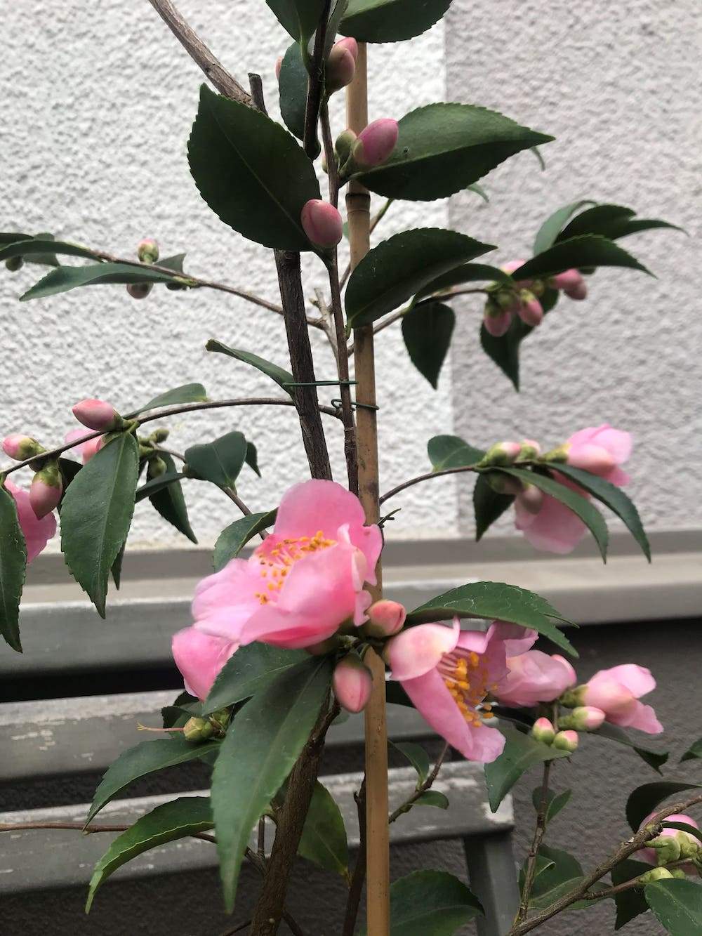 Camellia scented bells