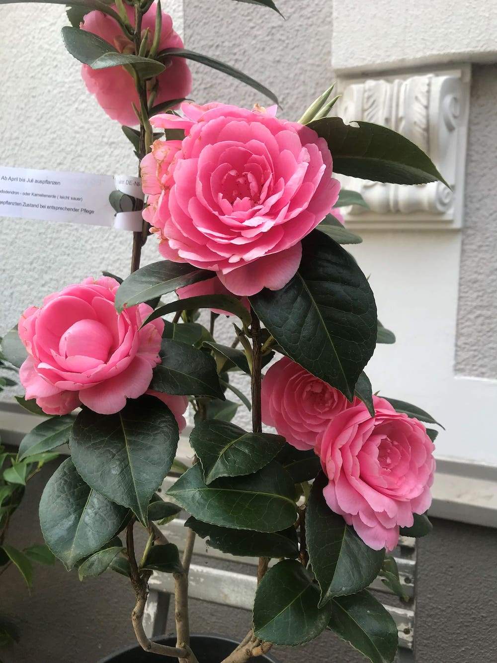 Camellia EC Waterhouse