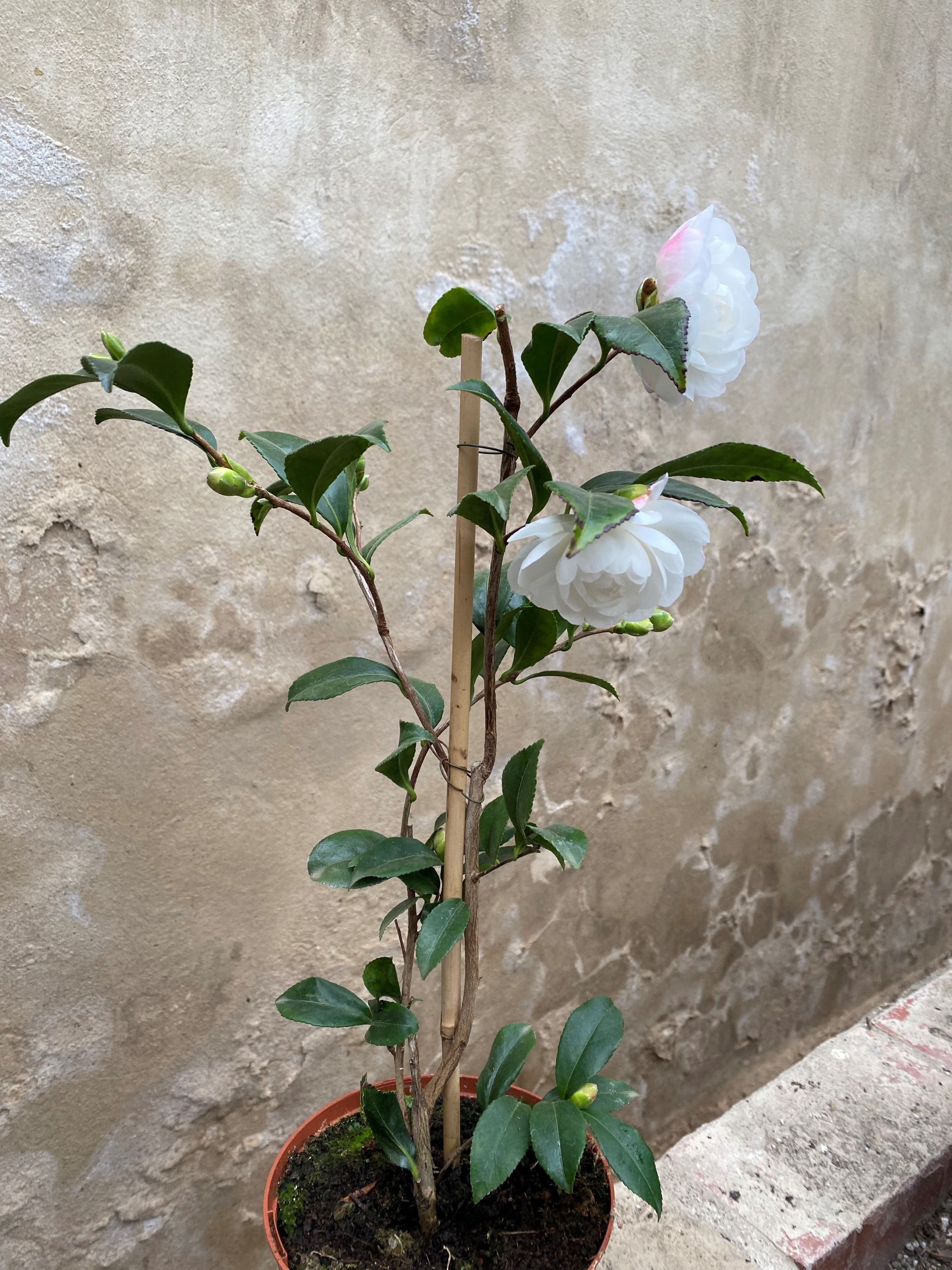 Camellia sasanqua Early Pearly