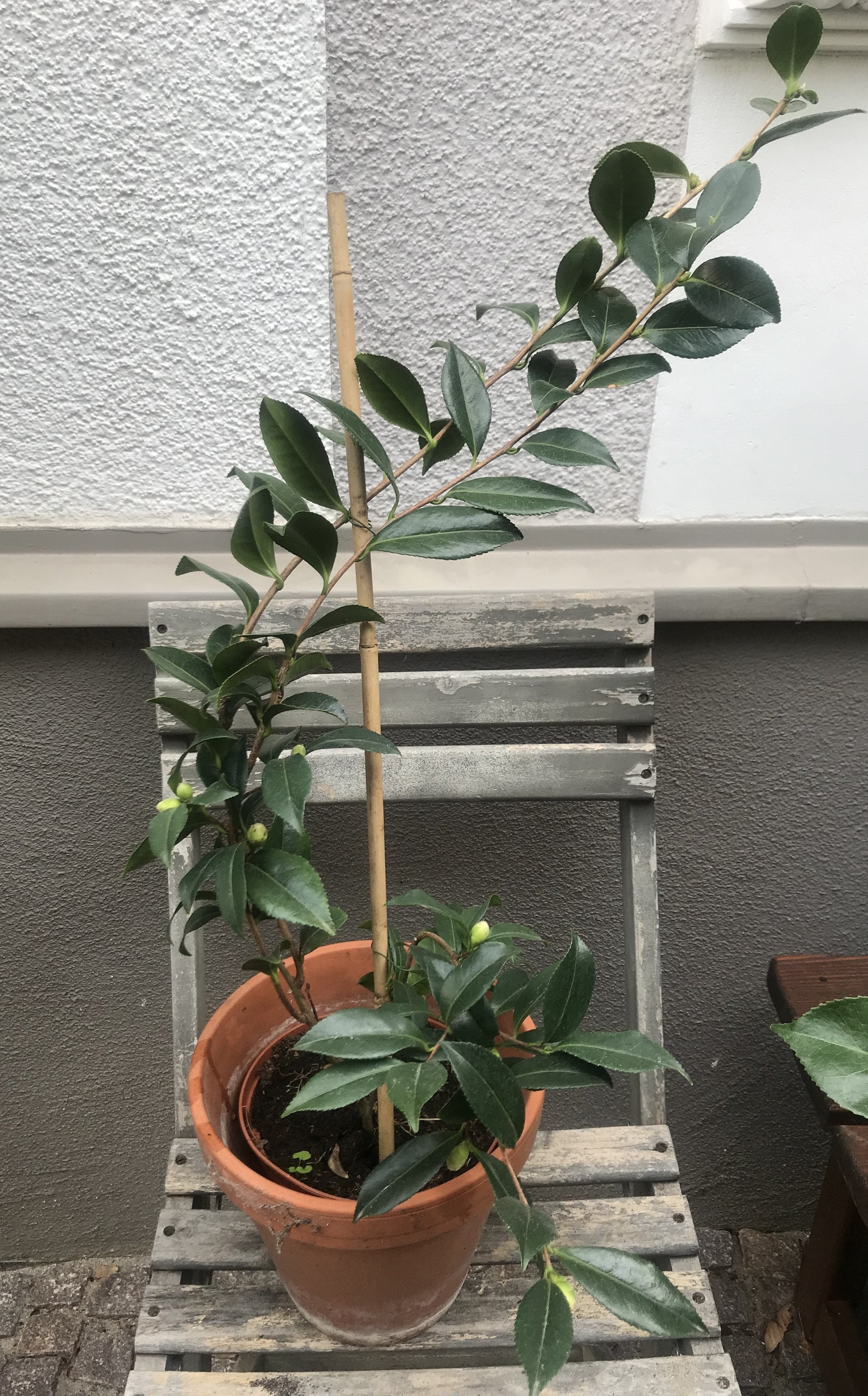 Camellia Early Pearly - Mein-Kameliengarten.de