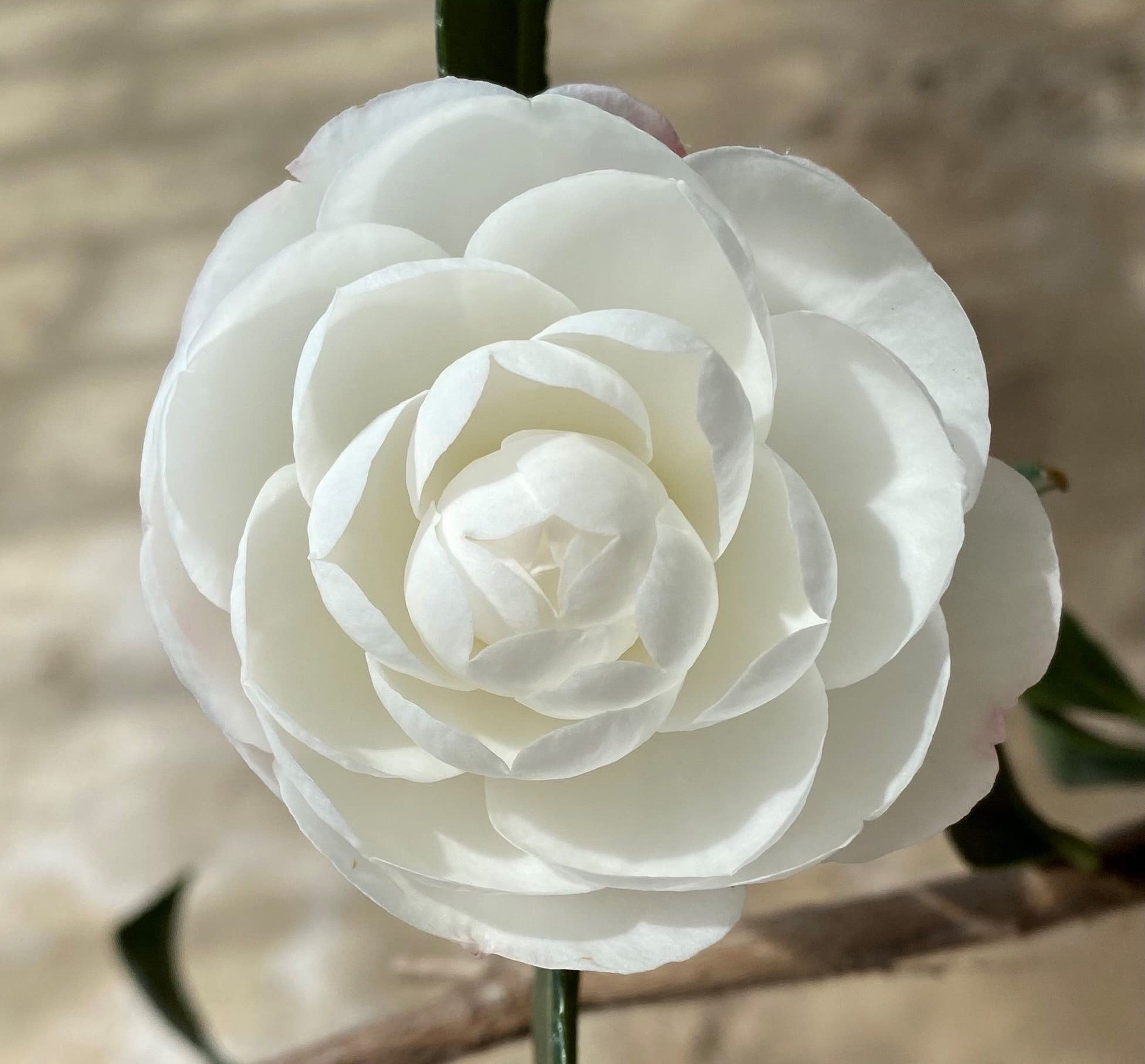 Camellia sasanqua Early Pearly