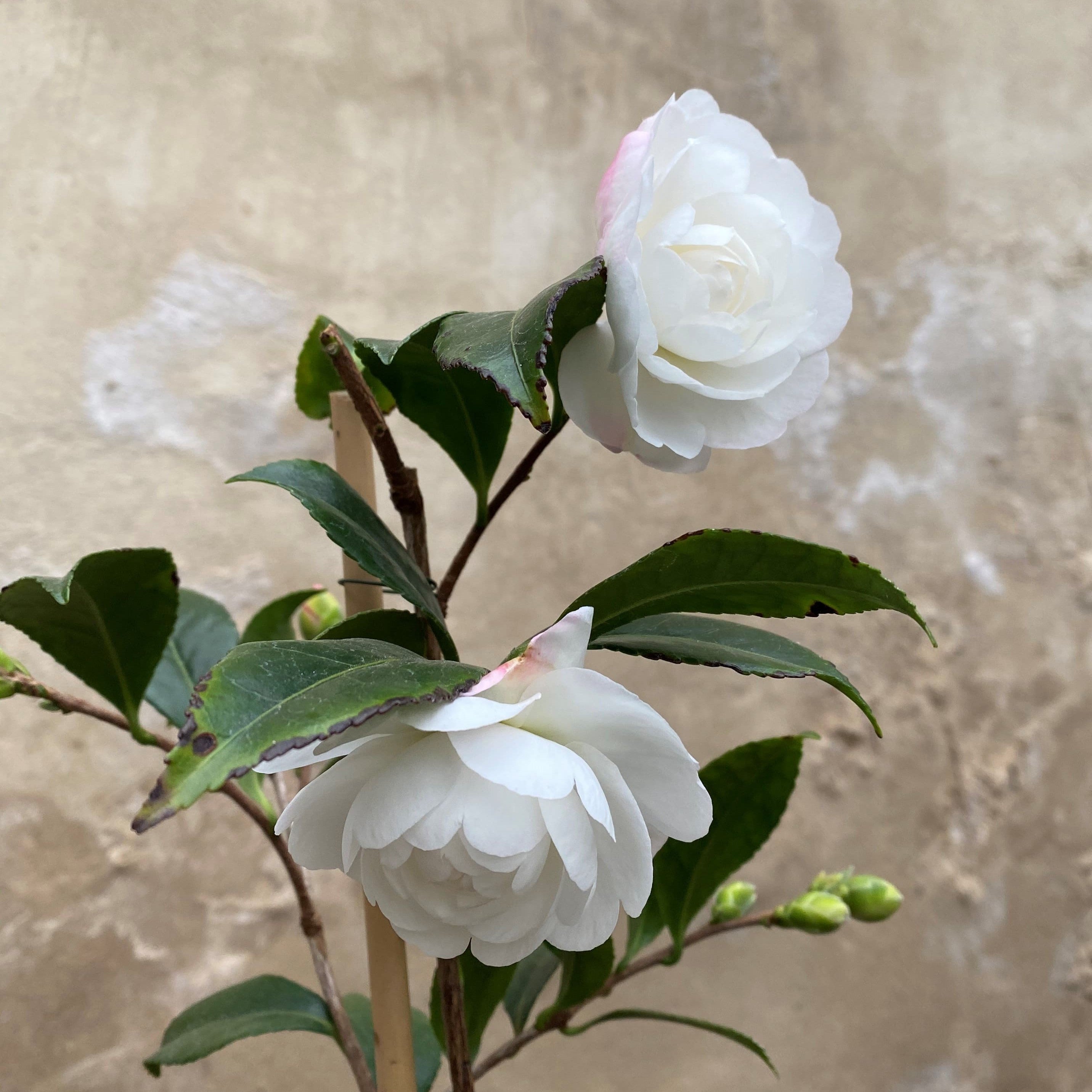 Camellia sasanqua Early Pearly
