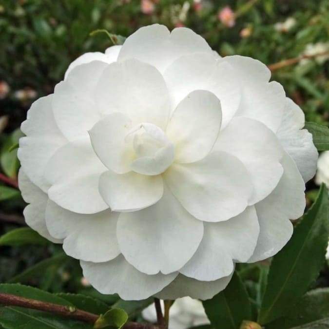 Camellia sasanqua Early Pearly
