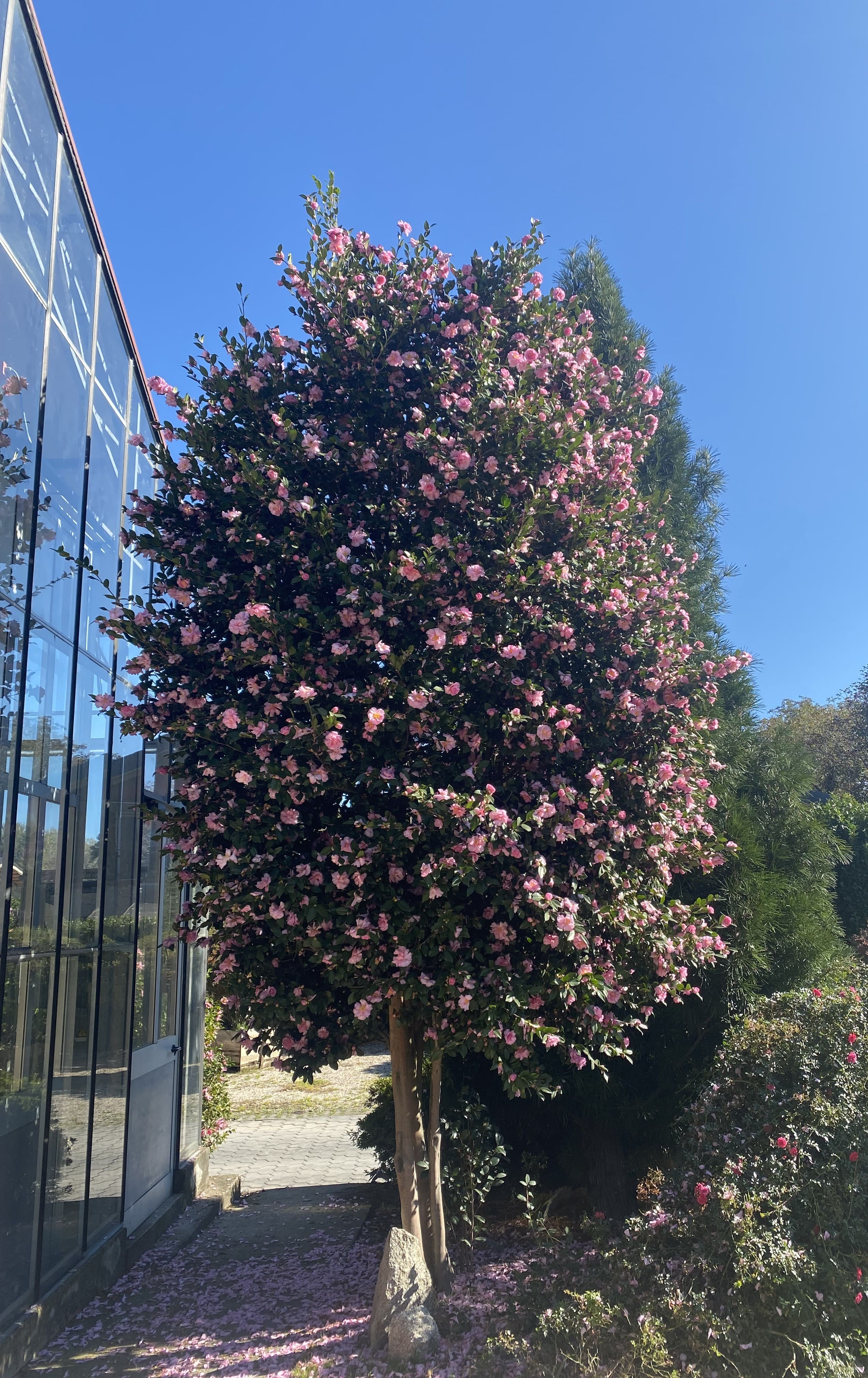 Camellia Eleonora Genoni